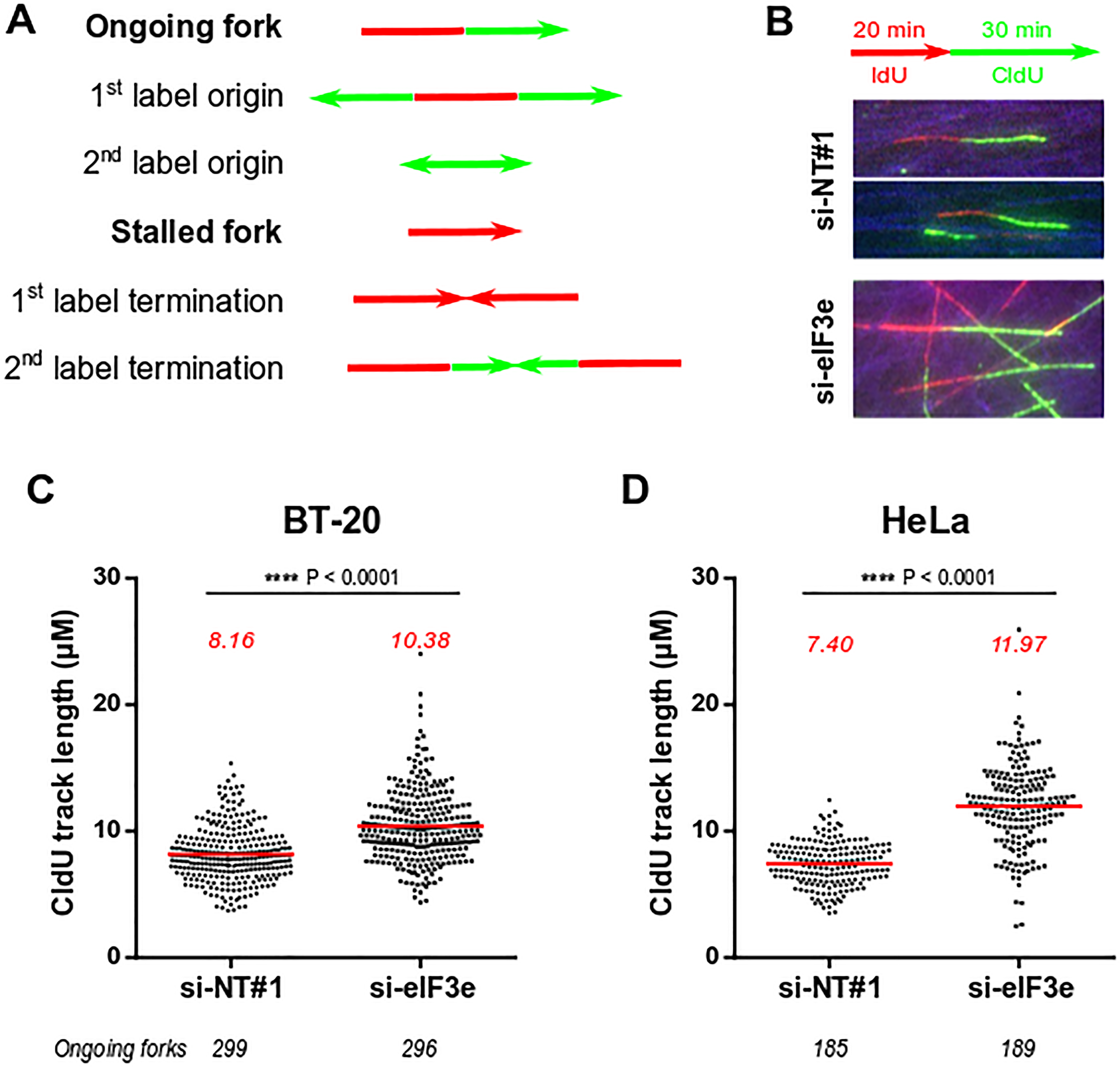 Silencing of eIF3e causes high speed of replication fork.