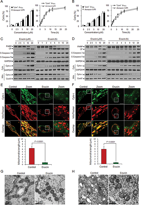 Erucin induces apoptosis and mitochondrial fission in human breast cancer cells.