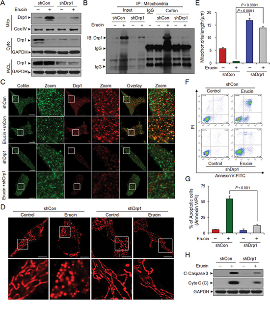 Drp1 knockdown decreases erucin-mediated mitochondrial fission and apoptosis.