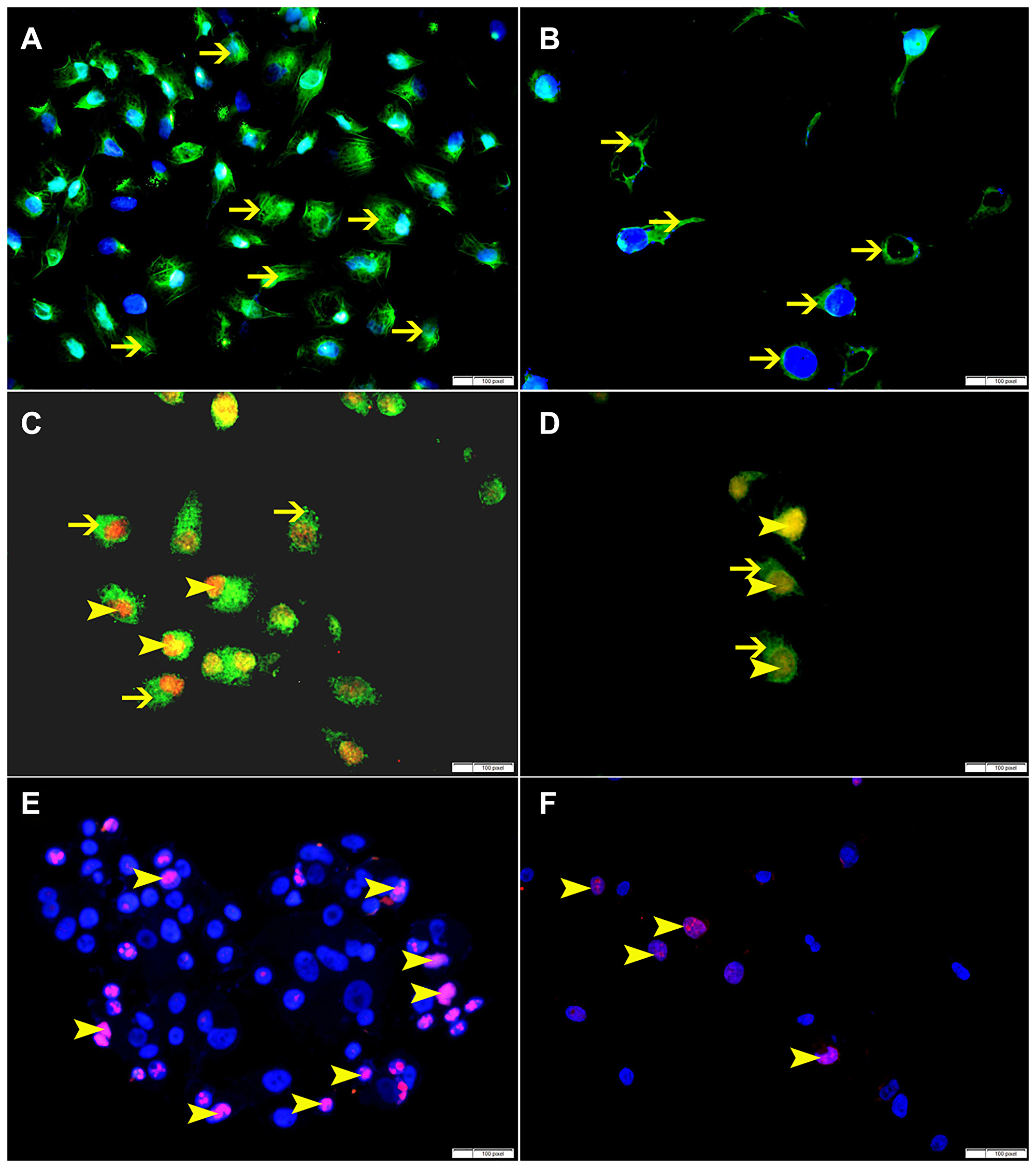 Figure 11: