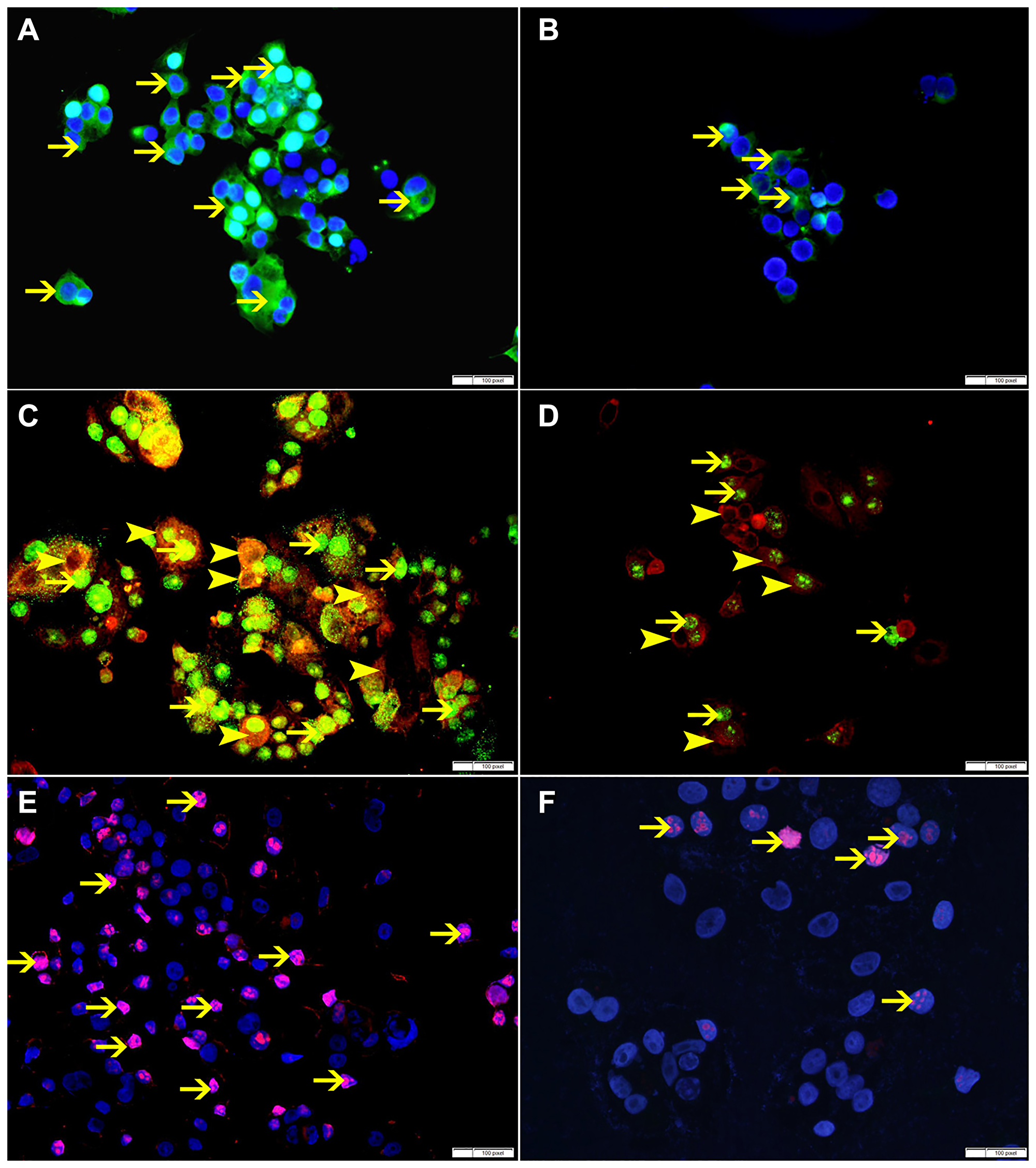 Figure 12: