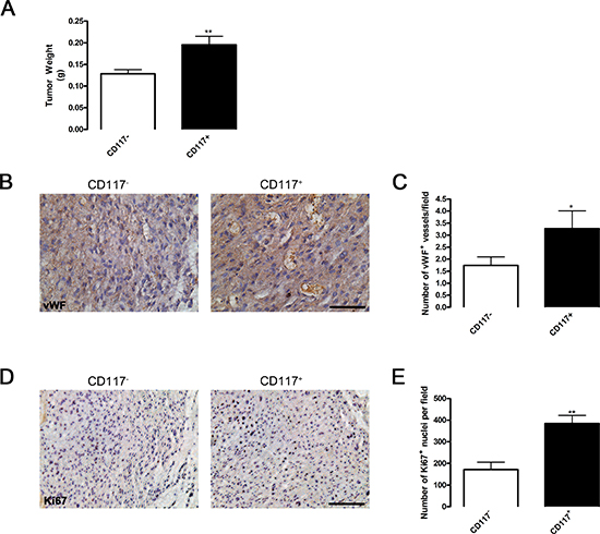 CD117 positive cancer cells generate larger tumors due to increased blood vessel formation.