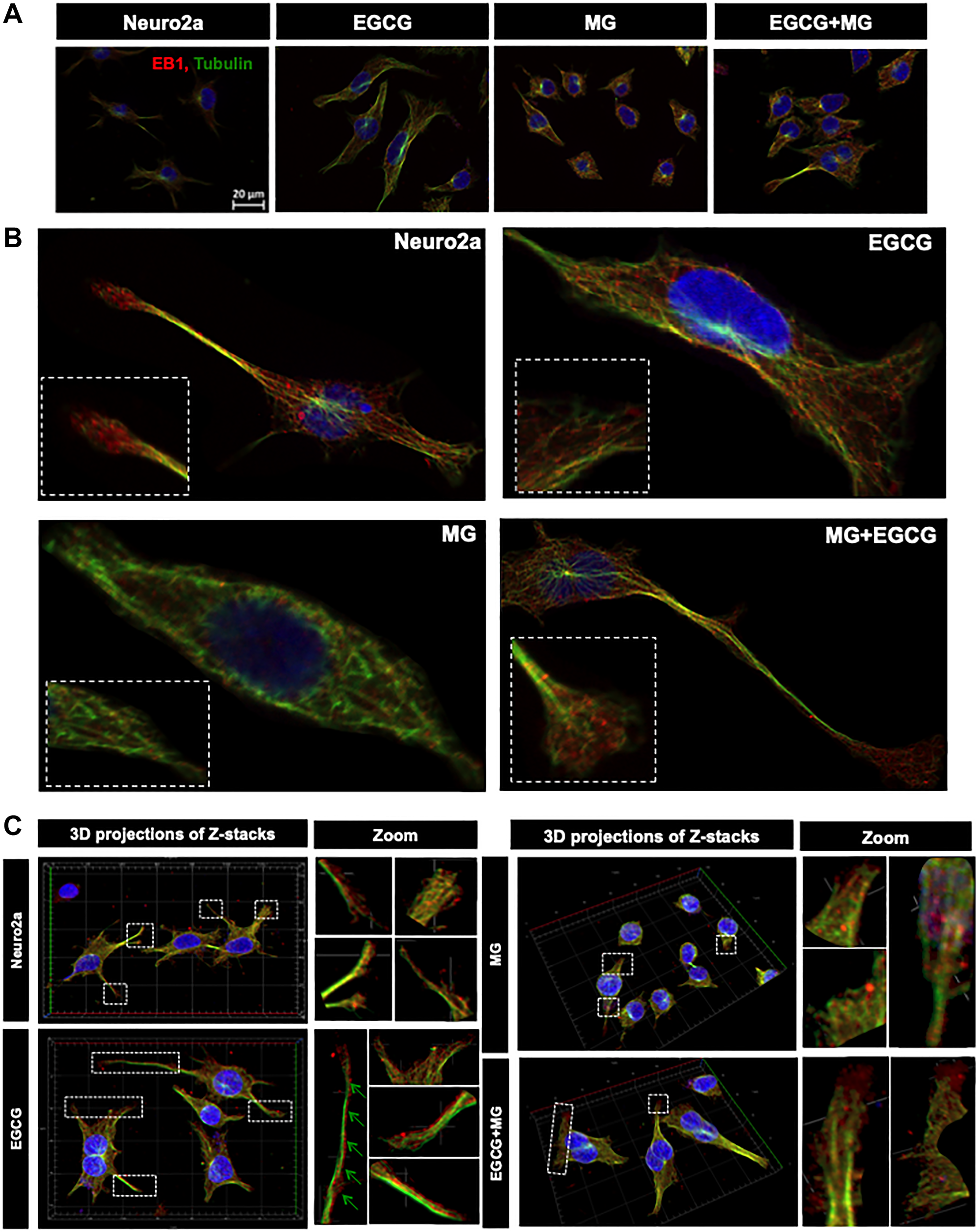 Microtubule stabilization by EB1 maintained by EGCG.