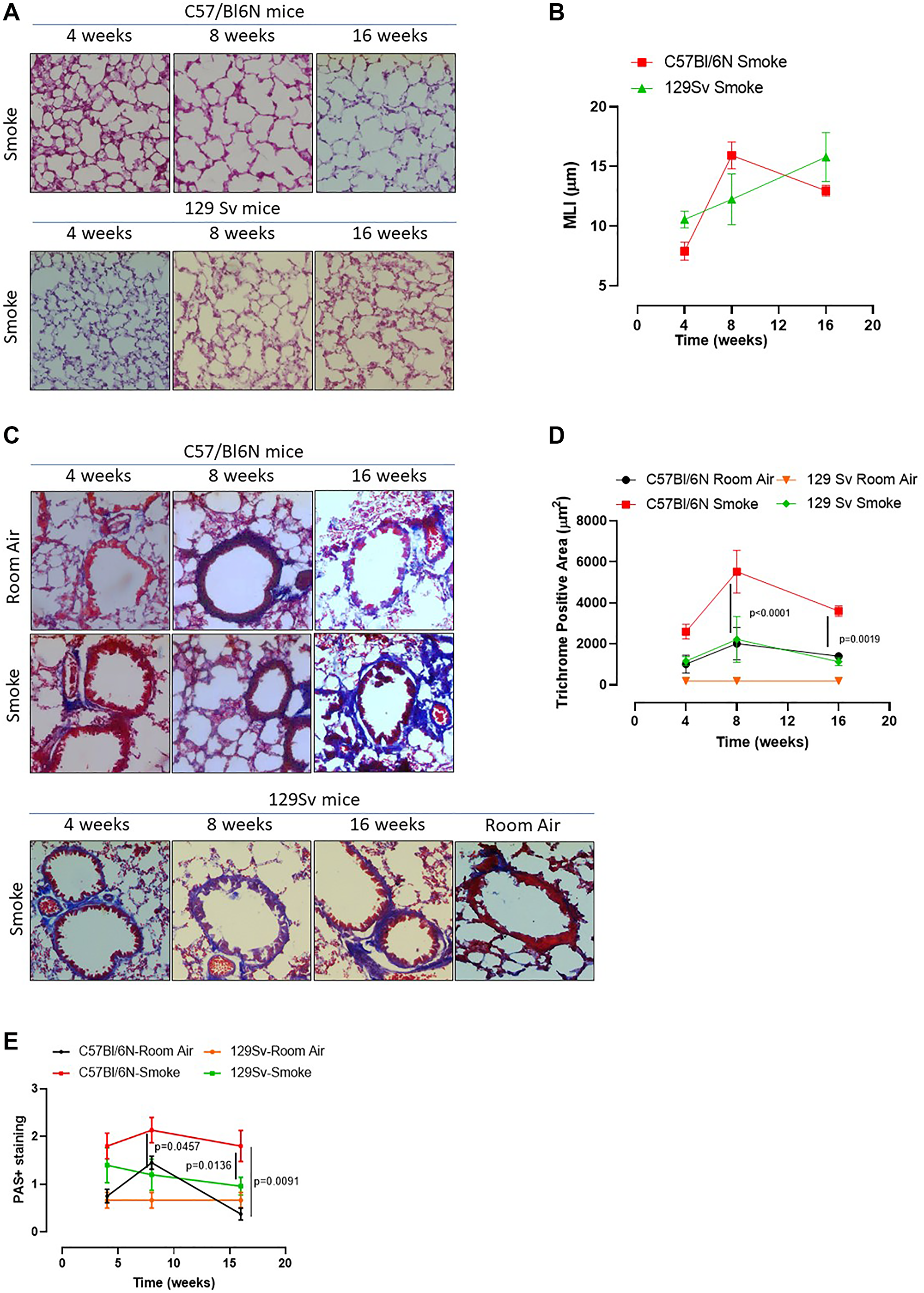 Smoking 129Sv mice showed no alteration of lung morphology compared to C57Bl/6N mice.