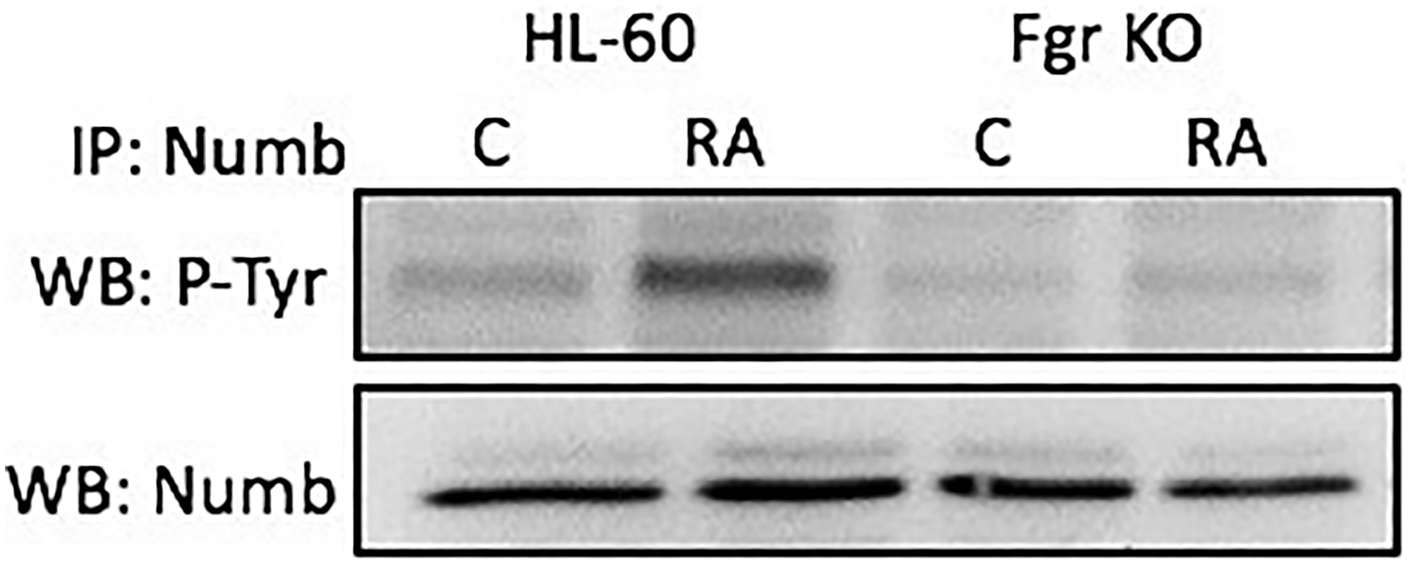 Numb tyrosine phosphorylation in HL-60 wt and Fgr KO cells assessed by immunoprecipitation.