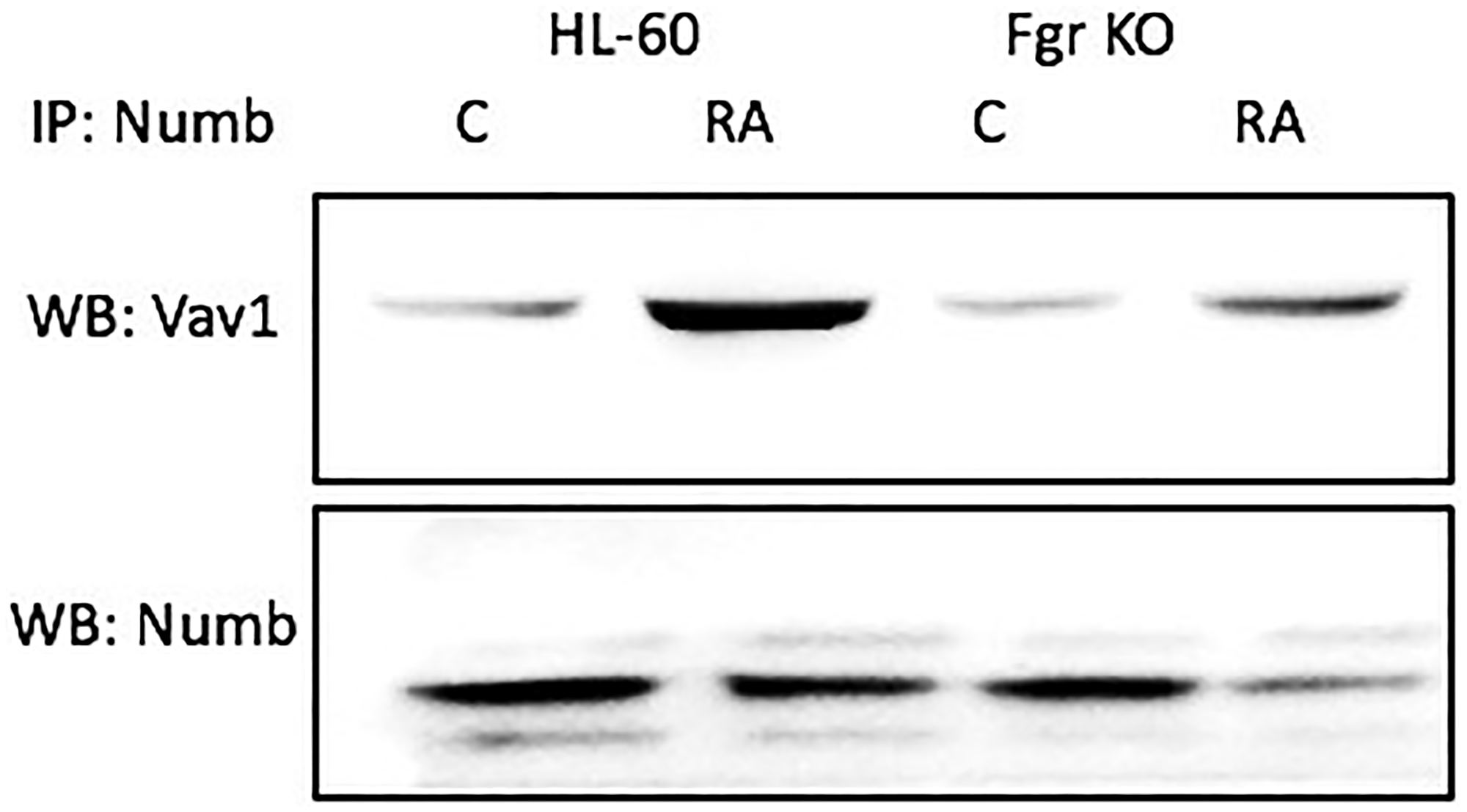 Numb binding Vav in HL-60 wt and Fgr KO cells assayed by immunoprecipitation.