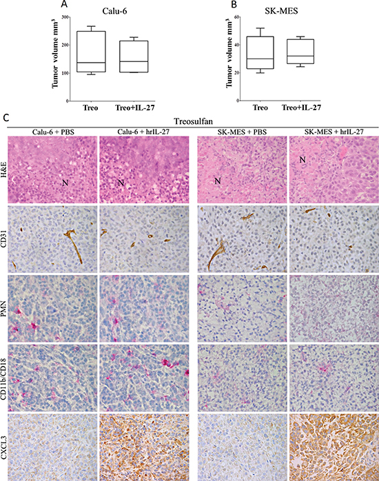 Loss of IL-27 Anti-Lung Cancer Effects in Myeloablated Mice and Histopathological Features of their Tumors.