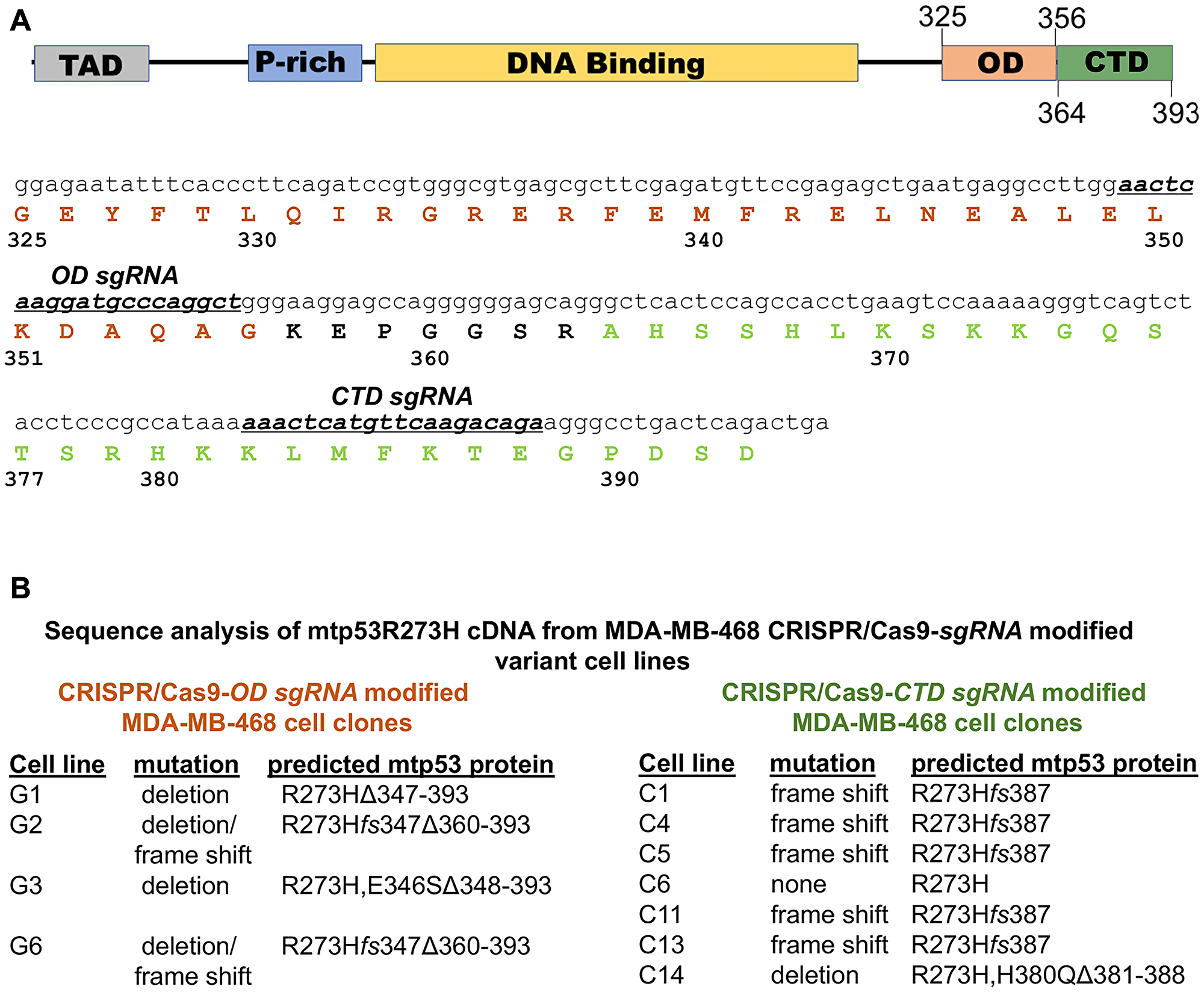 Domain architecture of p53 and nomenclature of clones generated via CRISPR-Cas9.