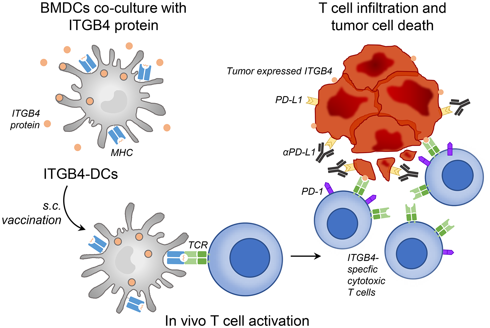 ITGB4-DC vaccine primes ITGB4-specific T cells in vivo, leading to killing of ITGB4 expressing cancer stem cells and differentiated tumor cells which is augmented by anti-PD-L1 administration.