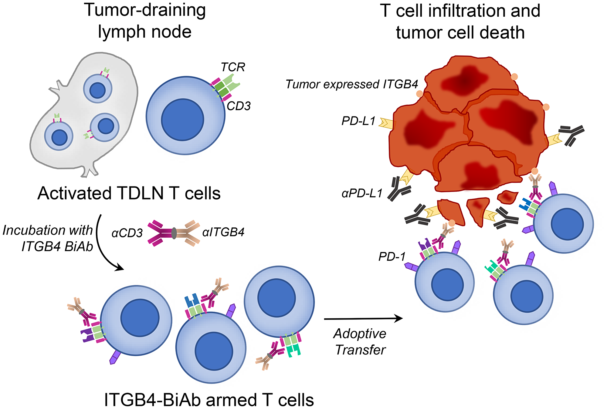 Adoptive transfer of ITGB4-BiAb armed T cells, combined with αPD-L1 administration, results in killing of ITGB4 expressing cancer stem cells and differentiated tumor cells.
