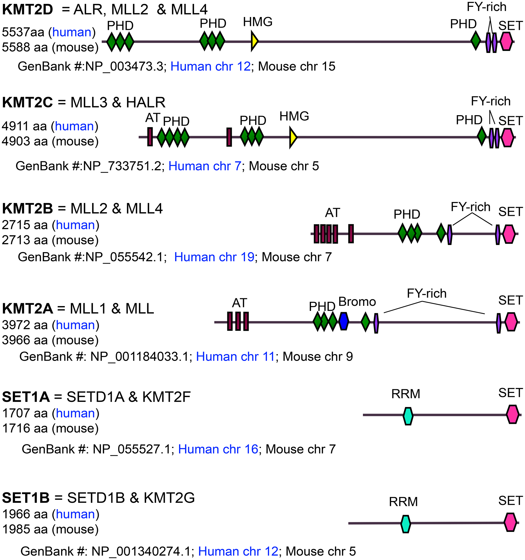 Domain organization, size, and chromosomal location of MLL/SET1 H3K4 methyltransferases.