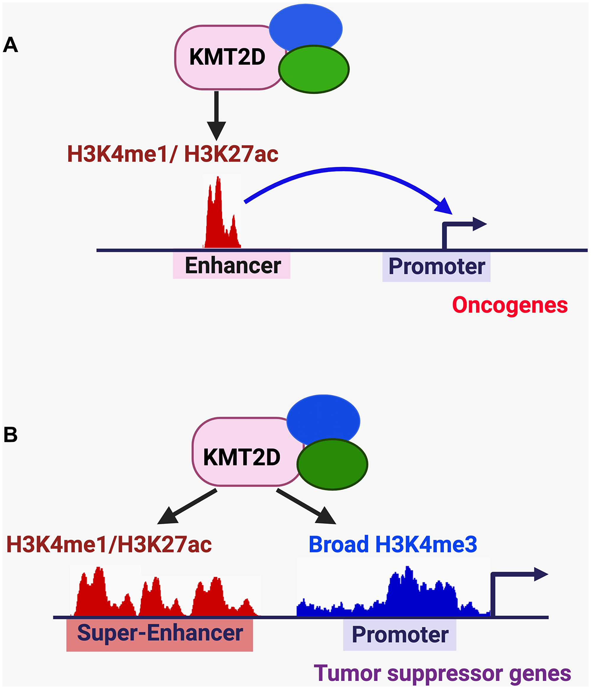 KMT2D-mediated regulation of enhancers, super-enhancers, and broad H3K4me3 signature in cancer.