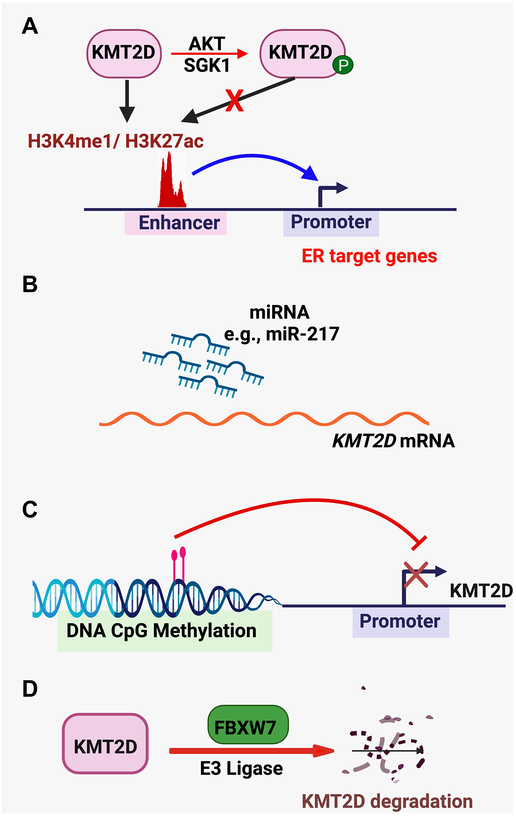 KMT2D-regulating pathways.
