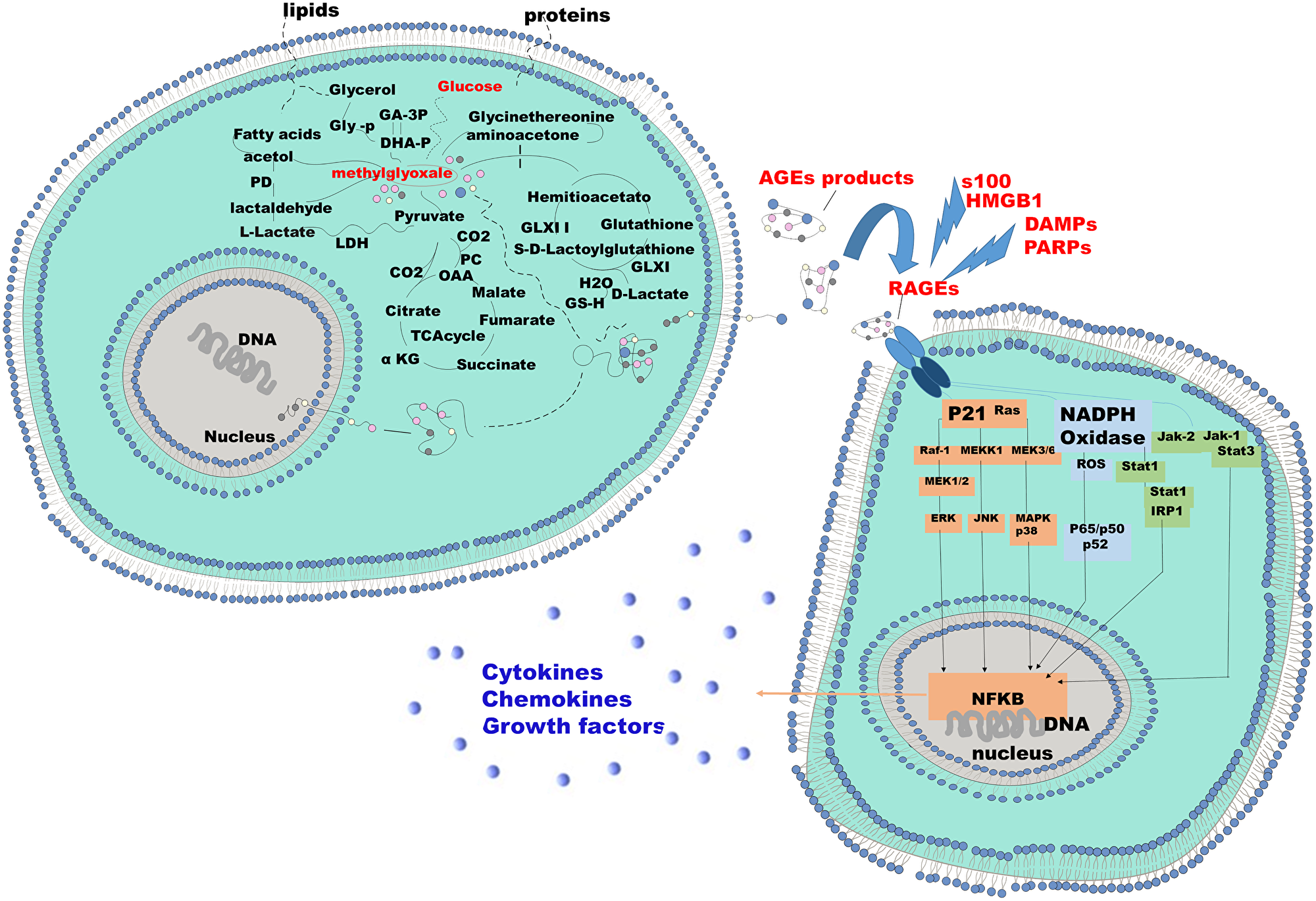 Mechanism of endogenous AGE formation and pathobiological actions of RAGE receptor ligands.