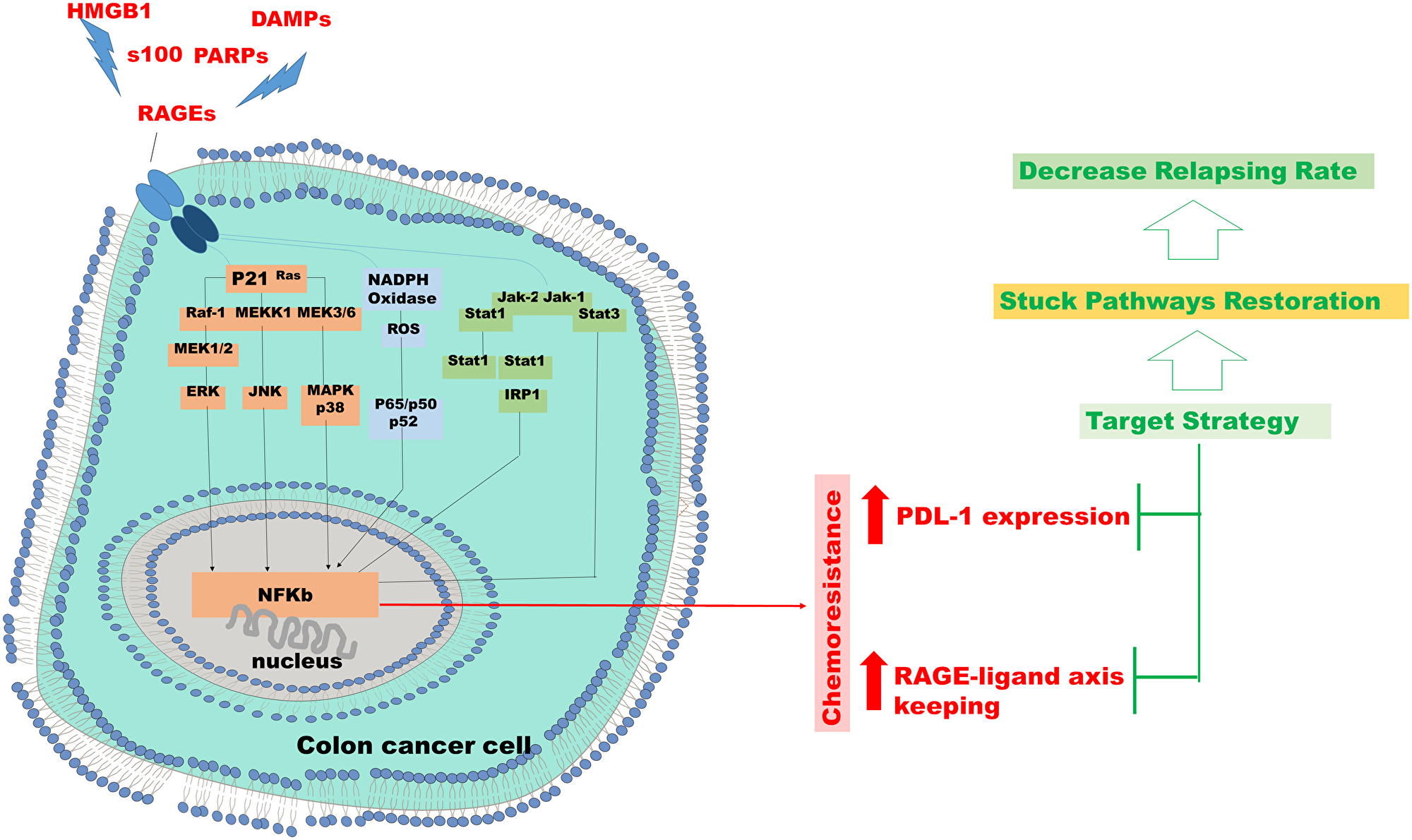 Chemo resistance in colon cancer cell.