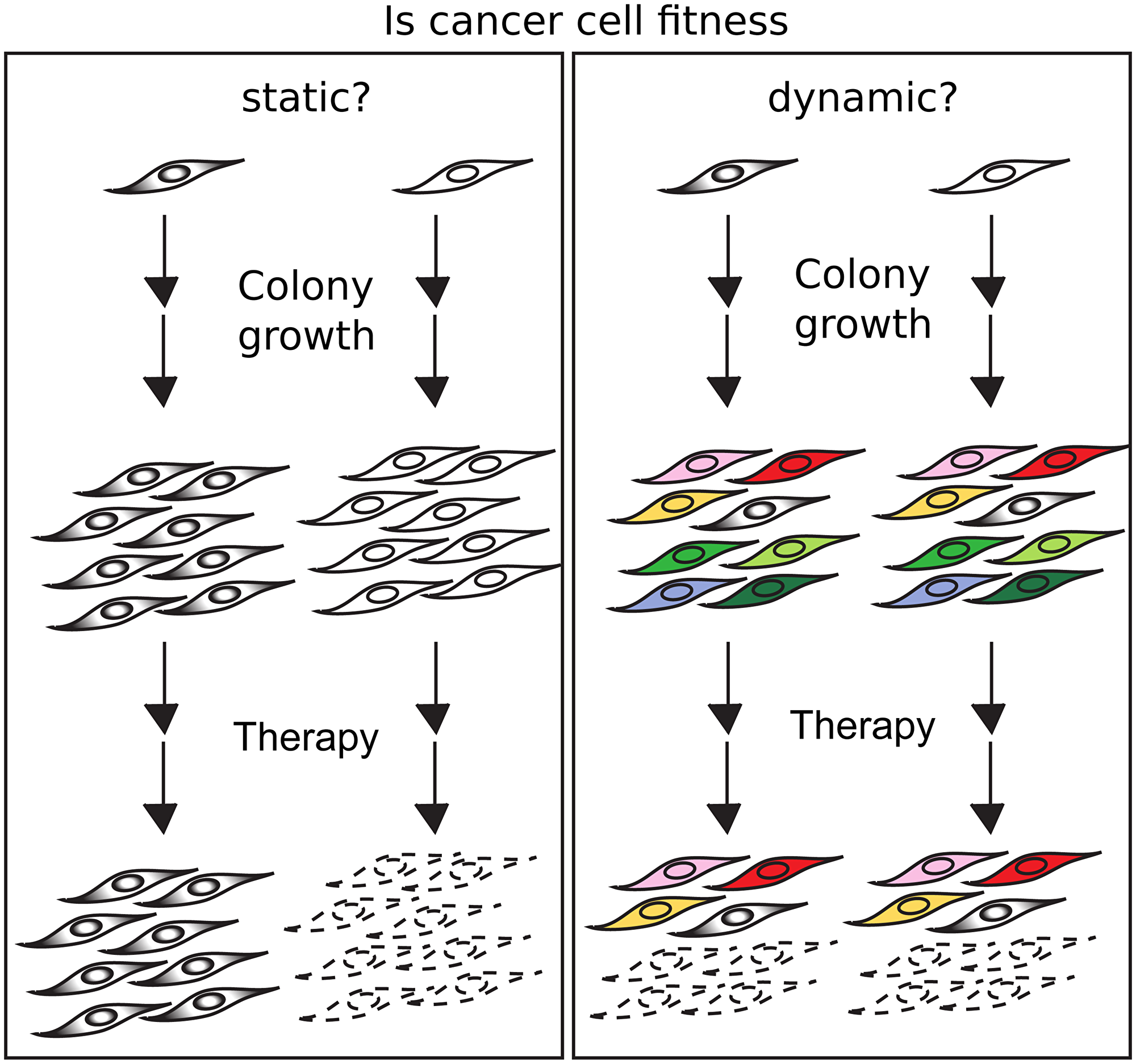 If fitness is conserved, cells with high and low fitness will generate colonies which will be resistant or sensitive to a therapeutic agent (left).