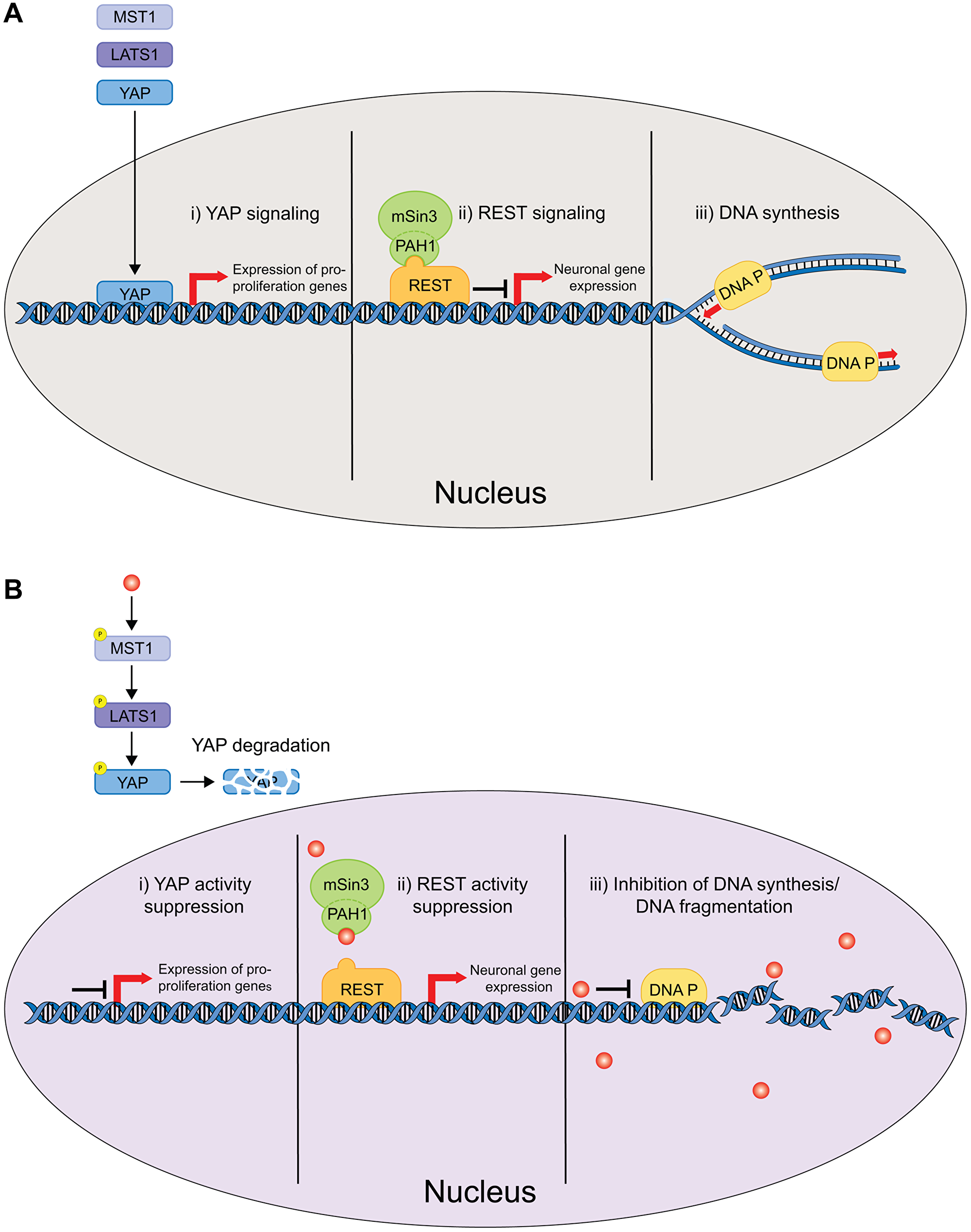 Schematic of the nucleus delimited effects of CPZ.