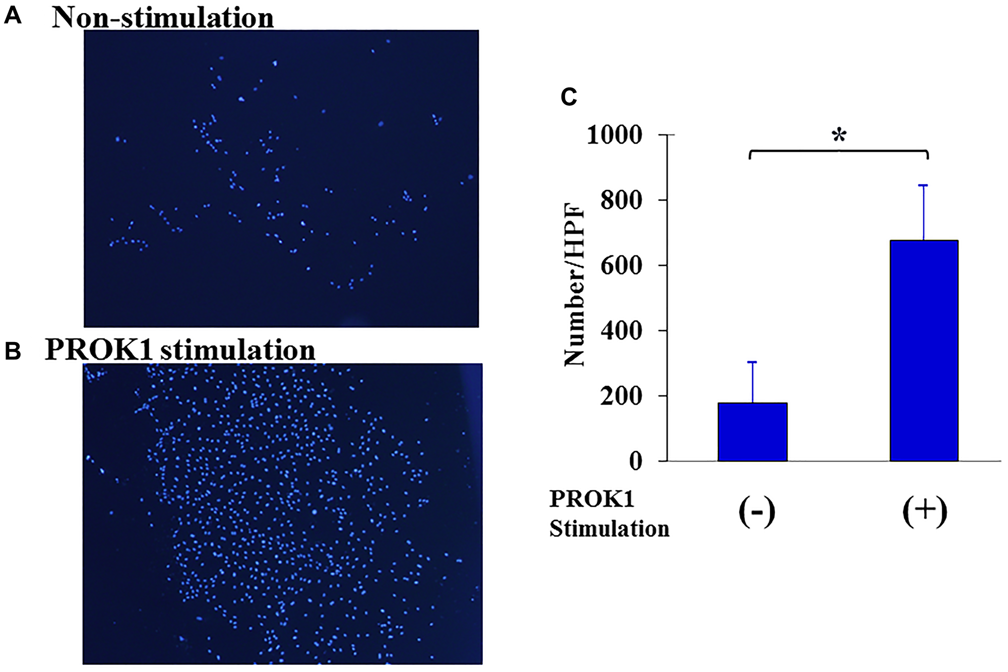 Proliferation of human lymphatic endothelial cells.