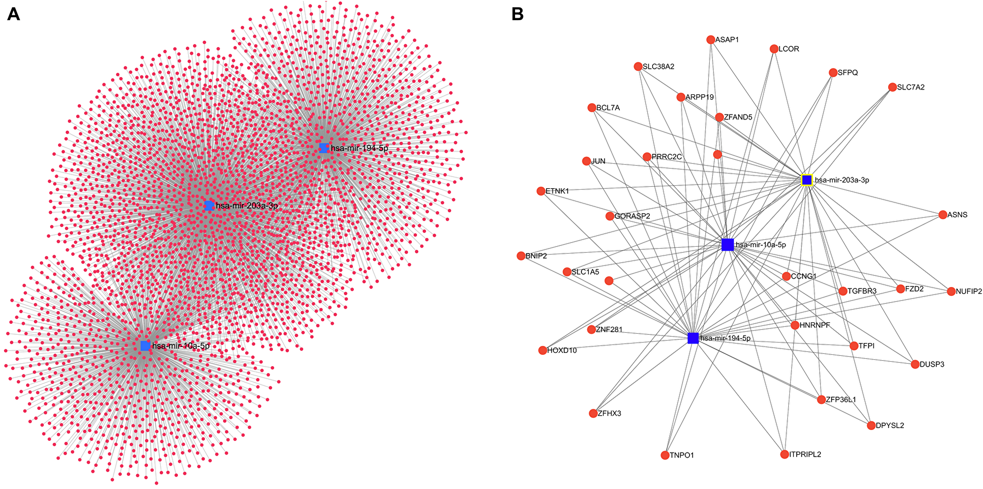 miRNAs and associated interaction with target genes.