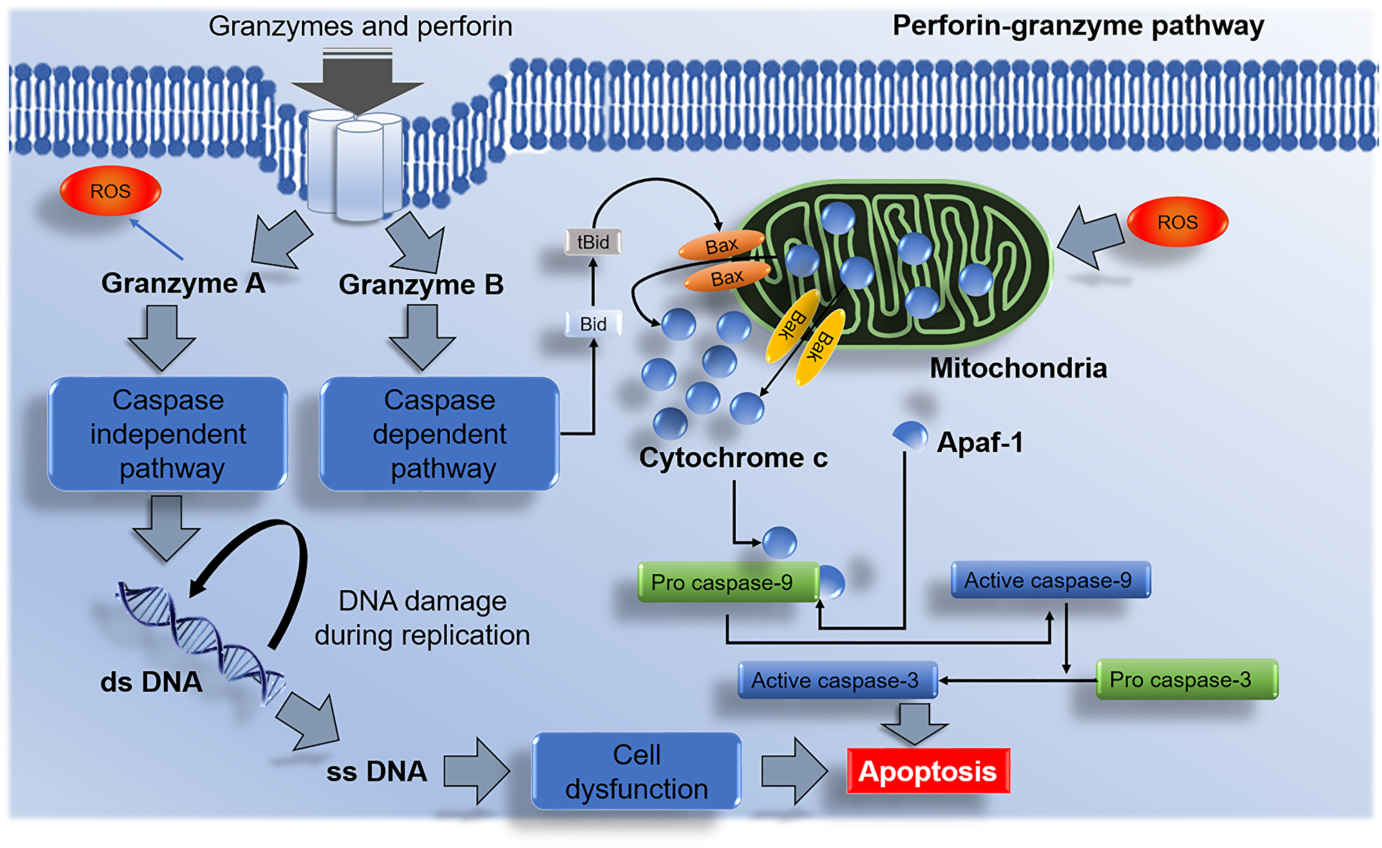 Perforin-granzyme NK cells mediated apoptotic pathway.