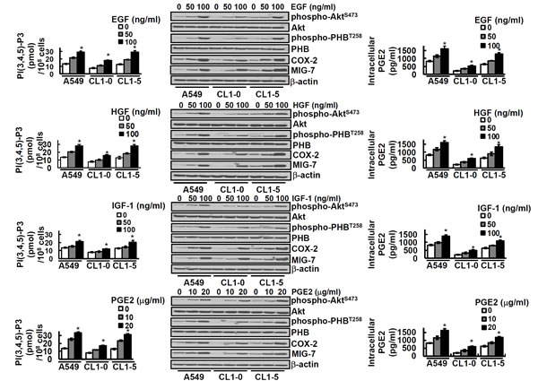 EGF, HGF, IGF-1 and PGE2 increases PIP3, phospho-Akt