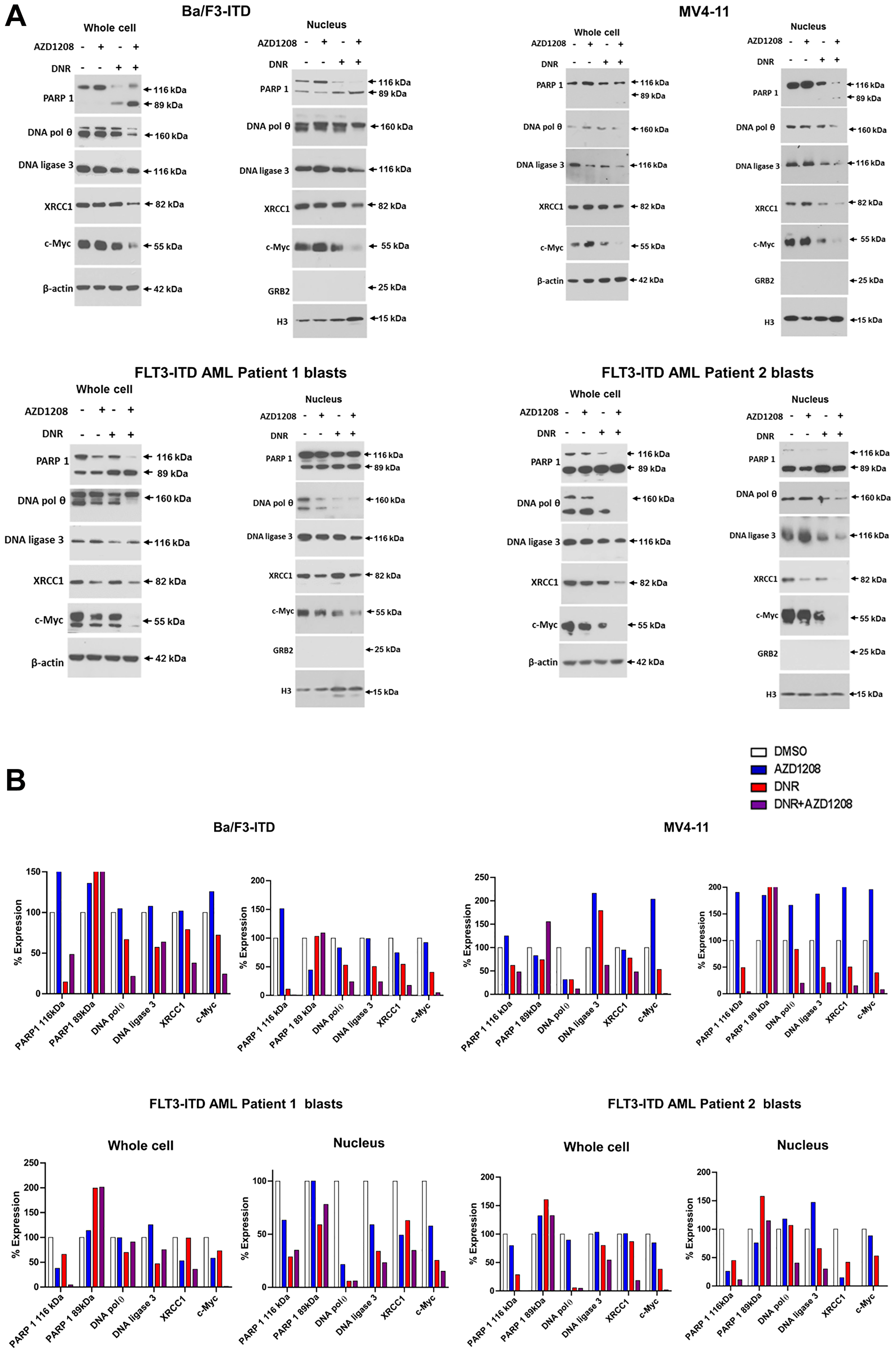 Effect of daunorubicin and/or Pim kinase inhibitor treatment on levels of Alt-NHEJ pathway proteins and c-Myc protein in cells with FLT3-ITD.