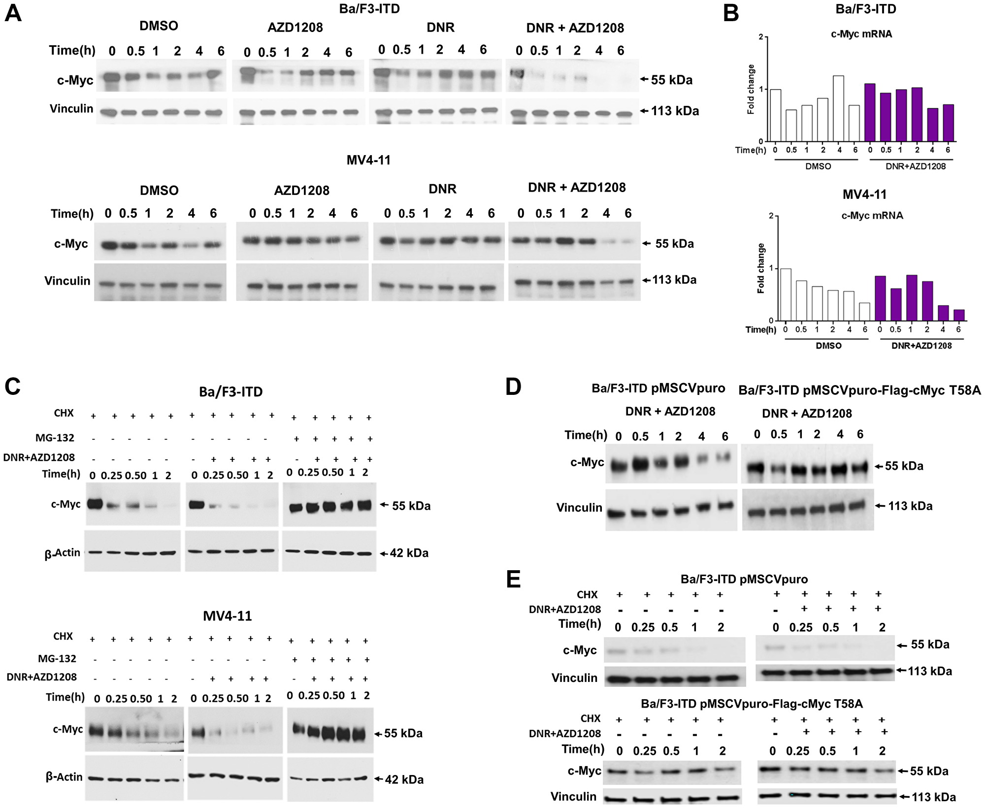 Topoisomerase 2 inhibitor and Pim kinase inhibitor co-treatment downregulates c-Myc through increased proteasomal degradation.