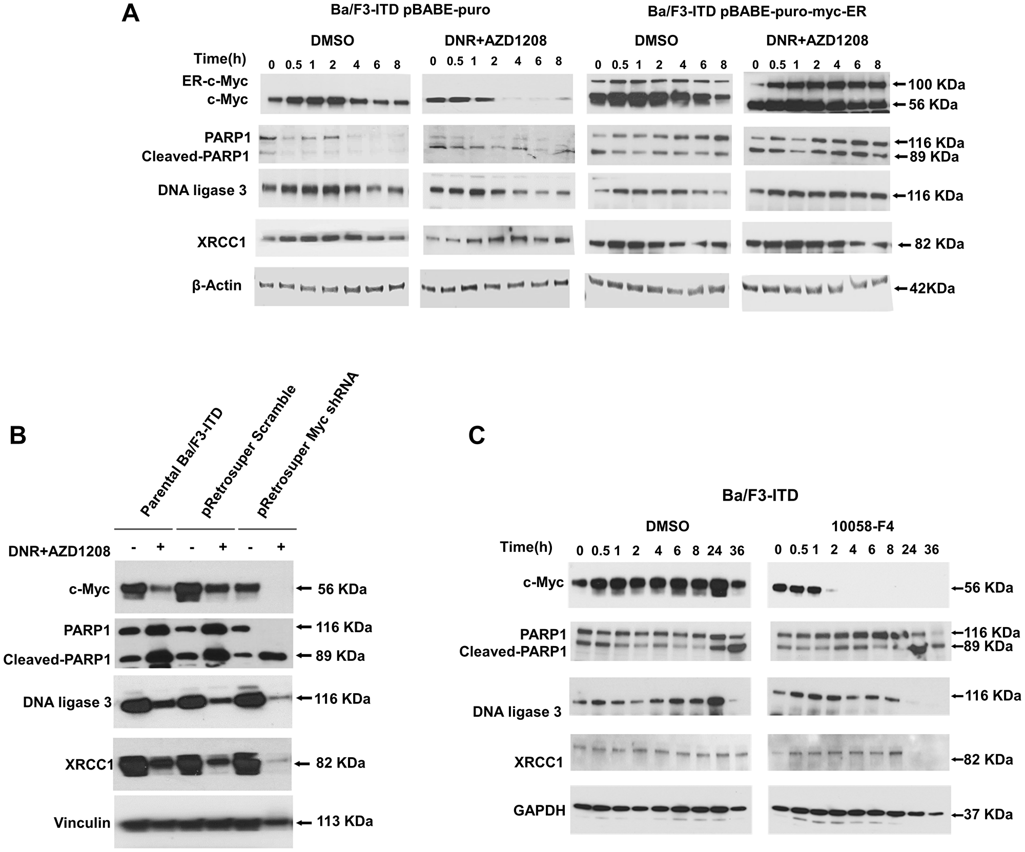 Expression of Alt-NHEJ repair proteins is regulated by c-Myc.