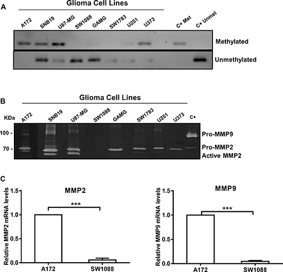 WNK2 protein expression associates with reduced MMP2 expression and activity.