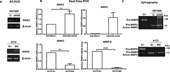 WNK2 downregulation leads to an increase in MMP2 RNA levels and activity.