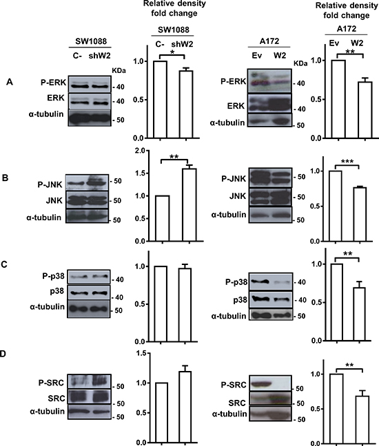 WNK2 downregulation is associated with increased SRC and JNK activation levels.