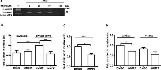 MMP2 is involved in glioma cell invasion due to WNK2 downregulation.