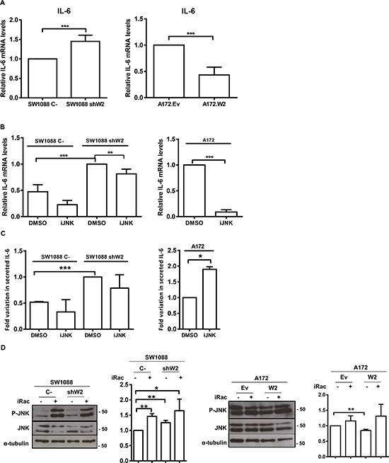 WNK2 negatively regulates IL-6 expression.