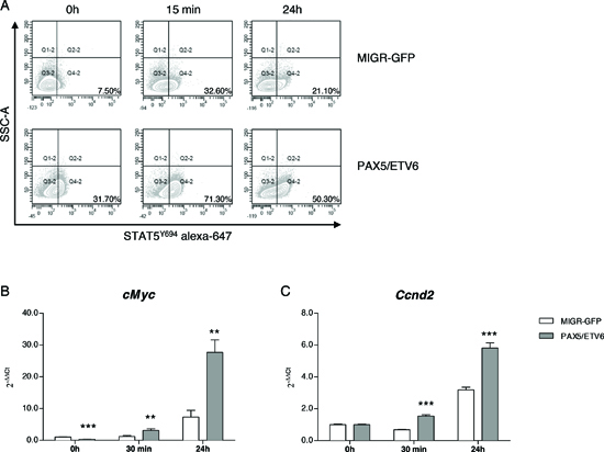 PAX5/ETV6 induces STAT5 hyper-activation in murine LY5.1FL pre-BI cells.