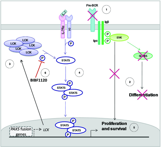 Mechanism of action of PAX5 fusion proteins in BCP-ALL.