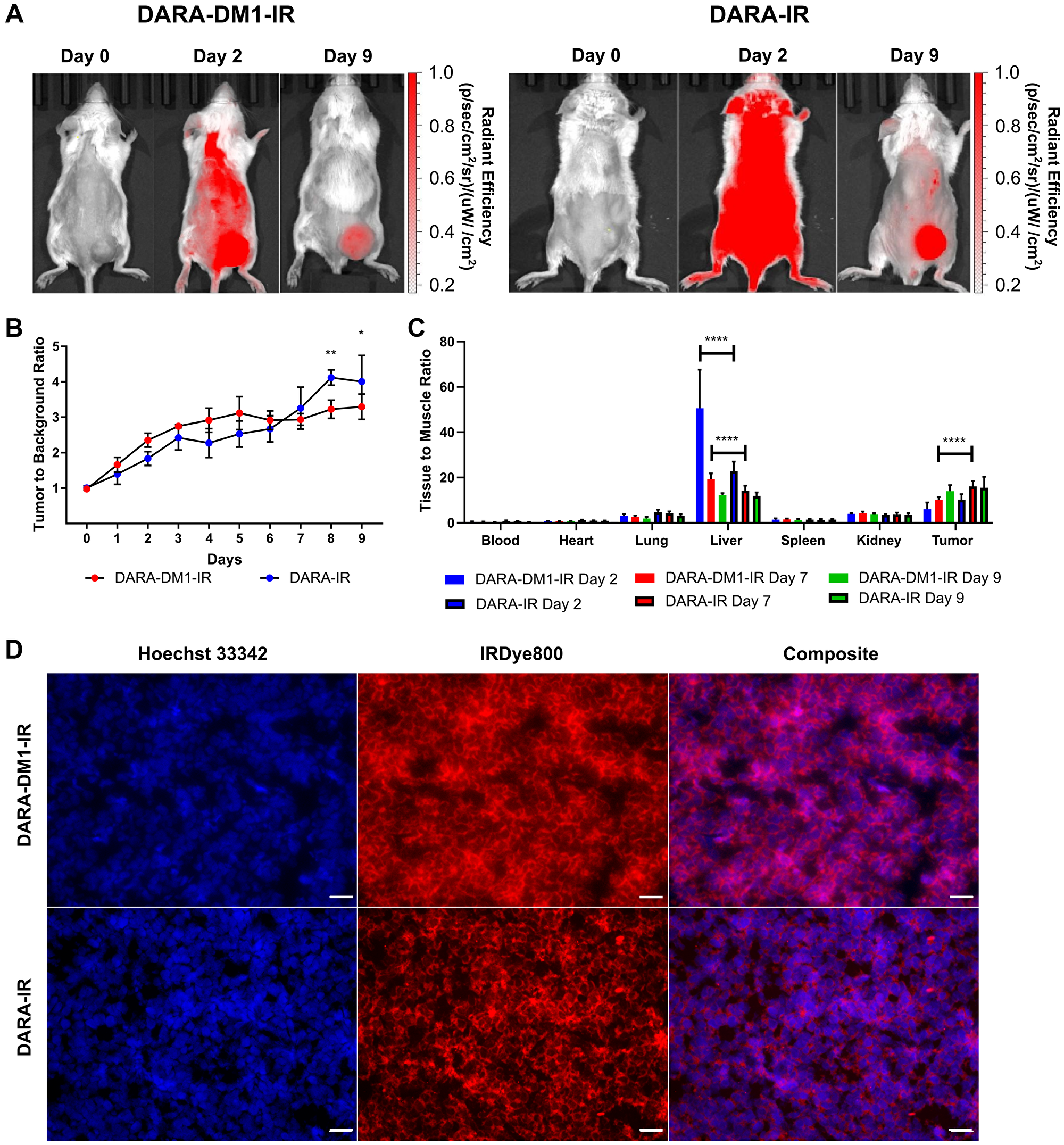 High contrast observed with DARA-DM1-IR at longer time points in MM.1S SQ mice.