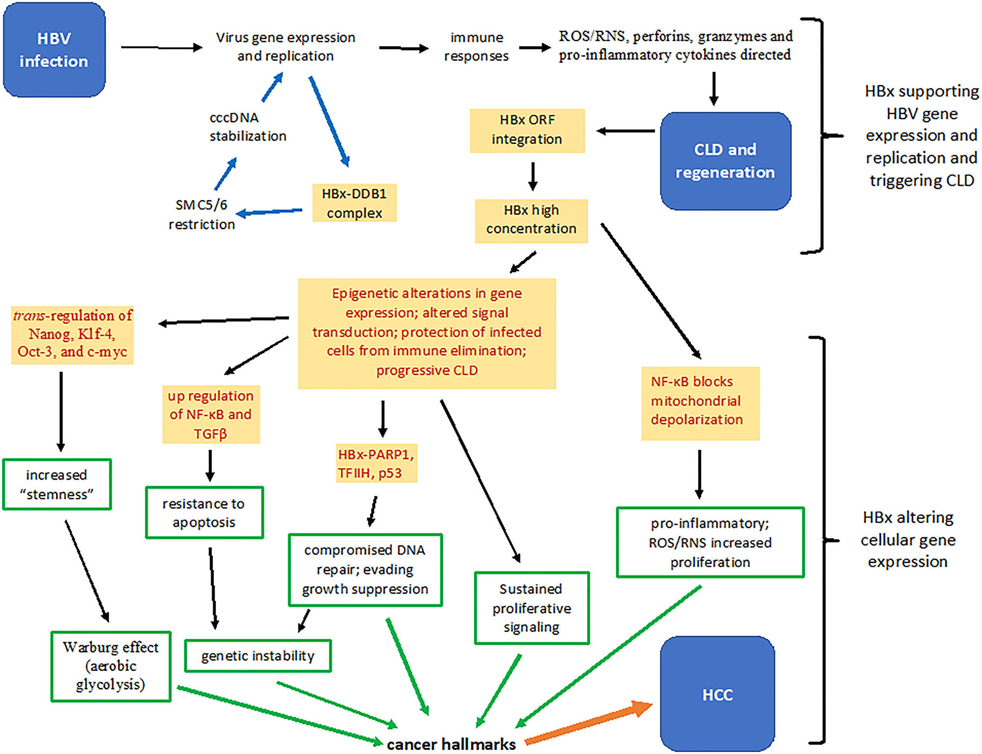 Summary of several HBx functions that contribute to the pathogenesis of chronic liver disease and hepatocellular carcinoma.