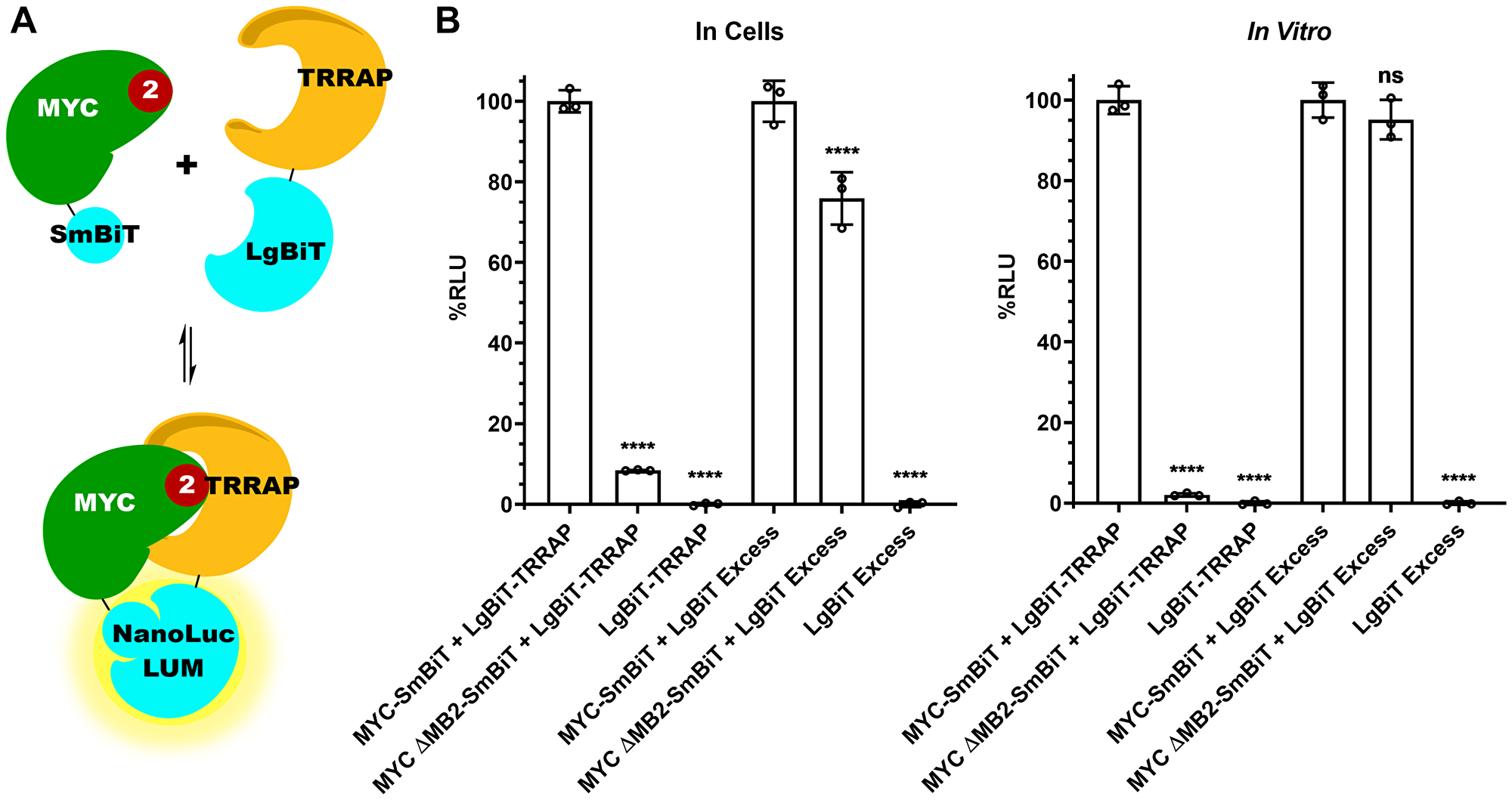 MYC:TRRAP luminescence complementation platform is MB2-dependent.