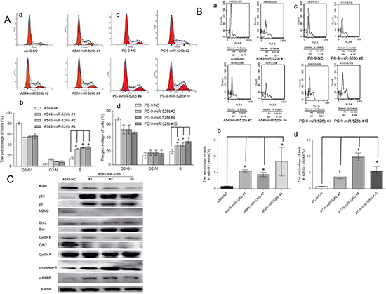 Hsa-miR-526b induces cell cycle arrest and apoptosis.