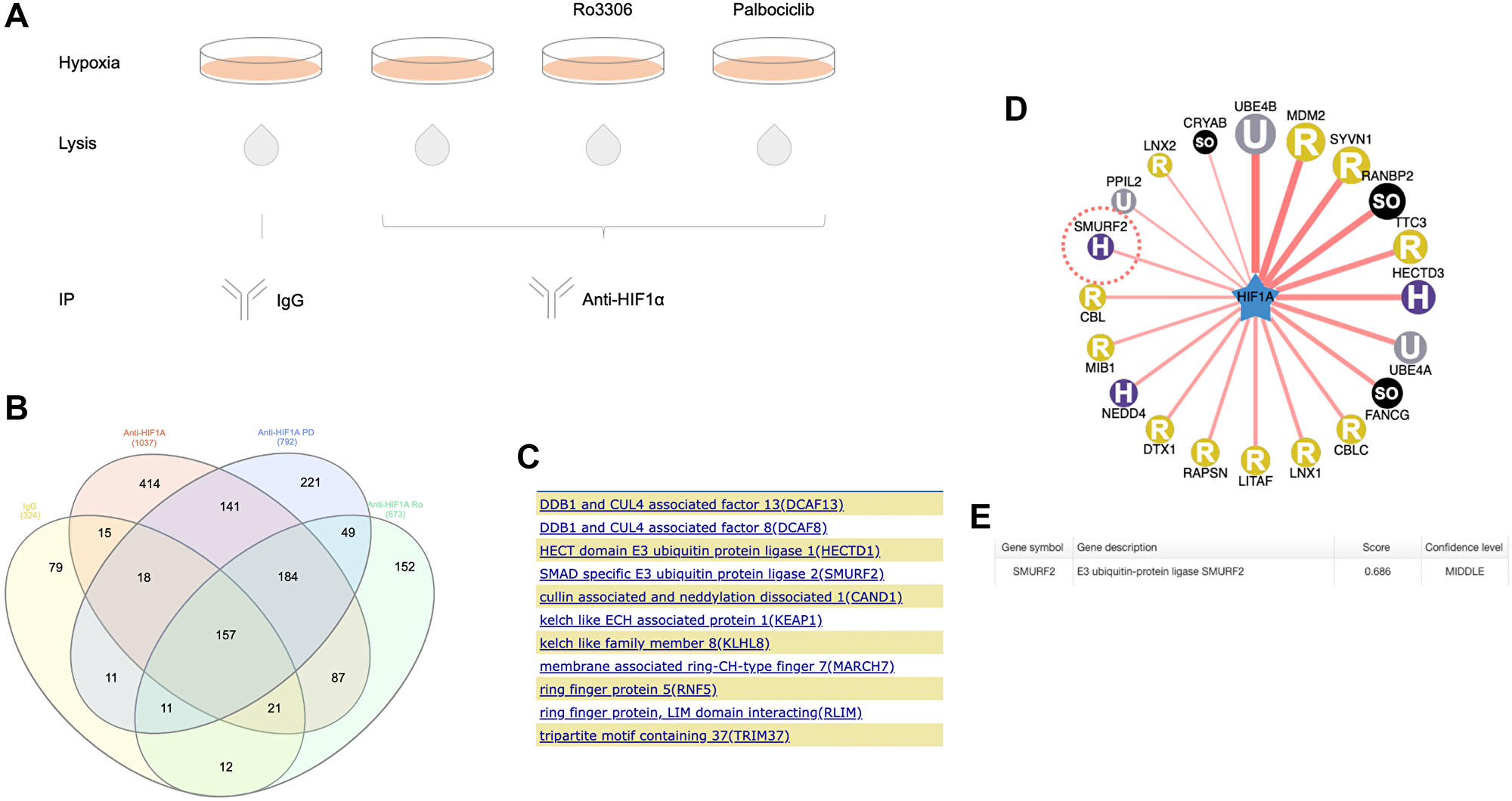 Proteomic analysis of immunoprecipitated HIF-1α from hypoxic colon cancer cells.