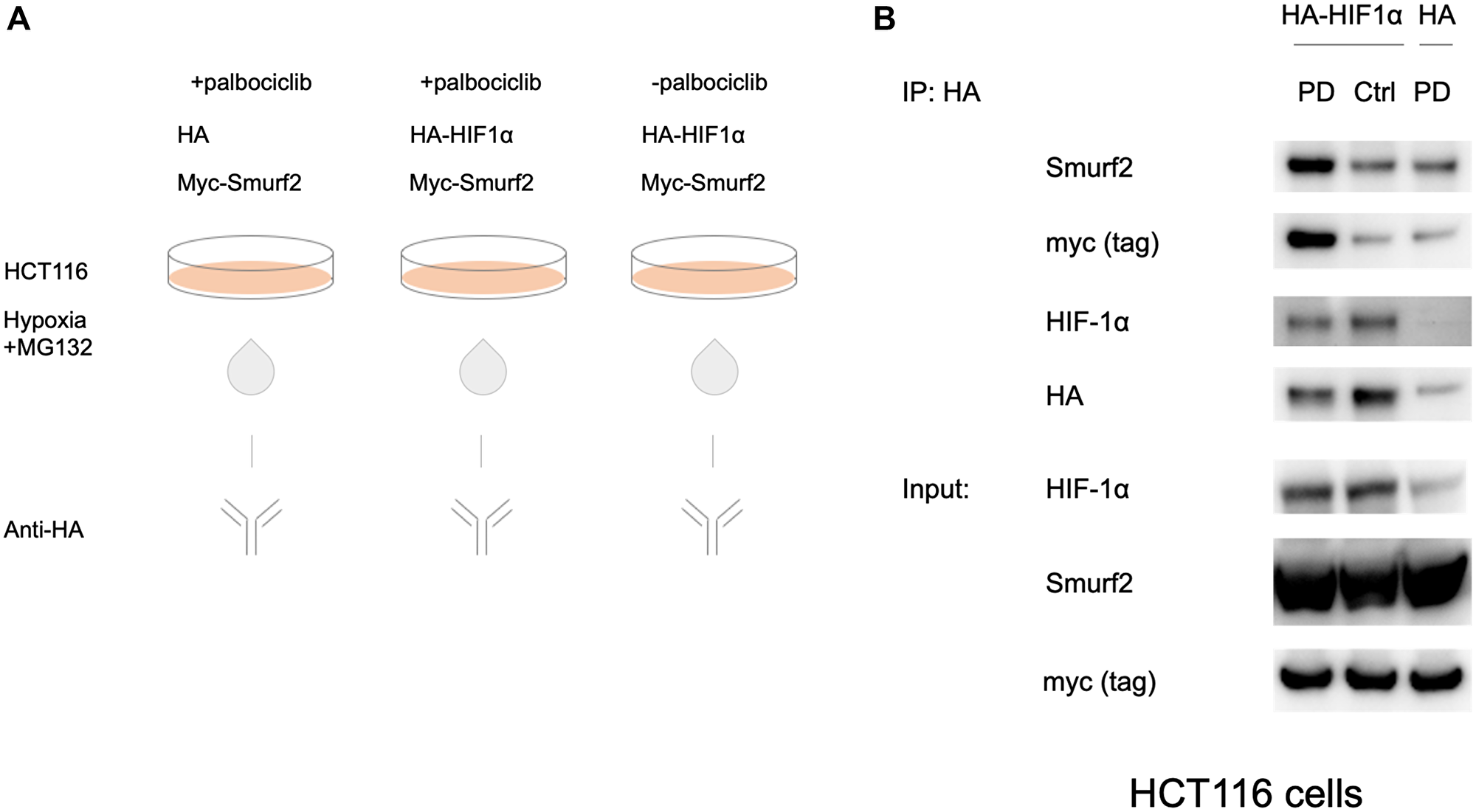 Interaction between HIF-1α and Smurf2.
