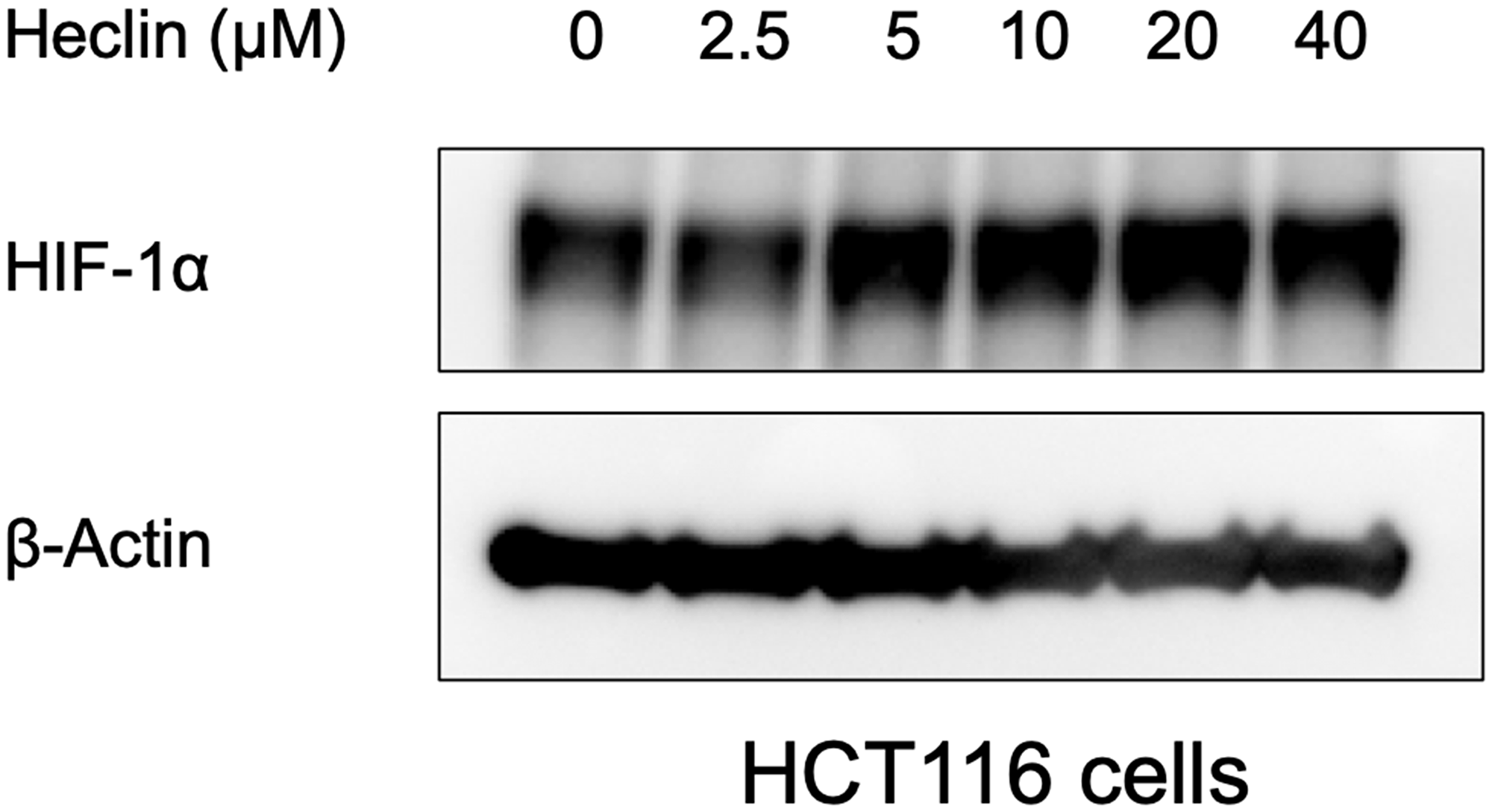 Heclin treatment elevates HIF-1α expression levels.