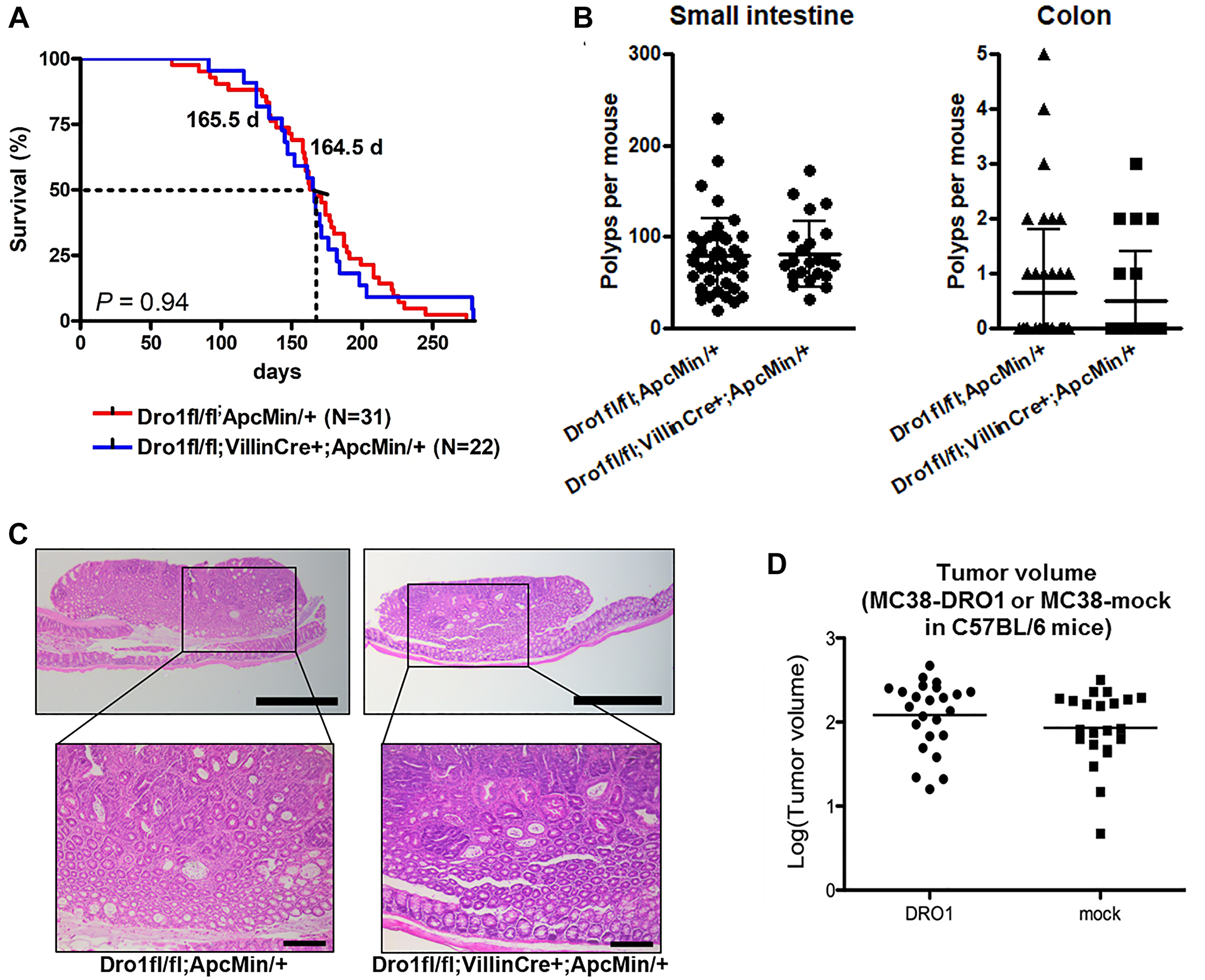 Colon tumor development is unaffected by epithelial Dro1/Ccdc80.
