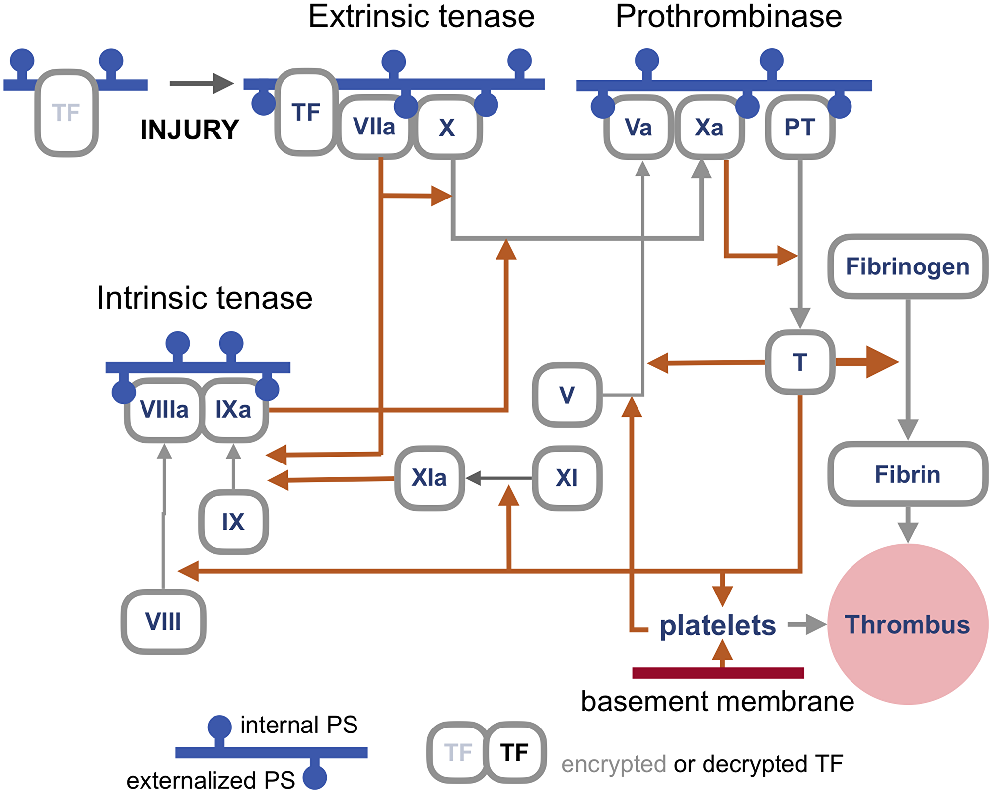 An outline of the blood coagulation cascade.