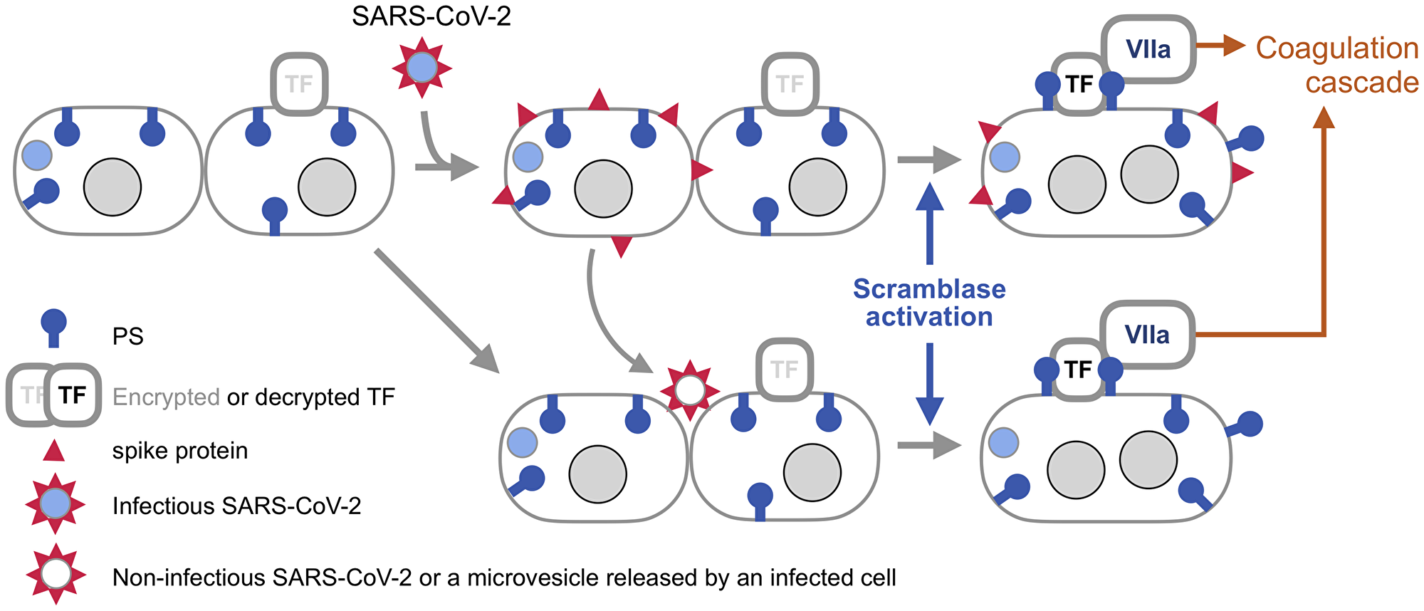 Syncytia induite par le pic SARS-CoV-2 comme plate-forme pour déclencher la cascade de la coagulation sanguine.