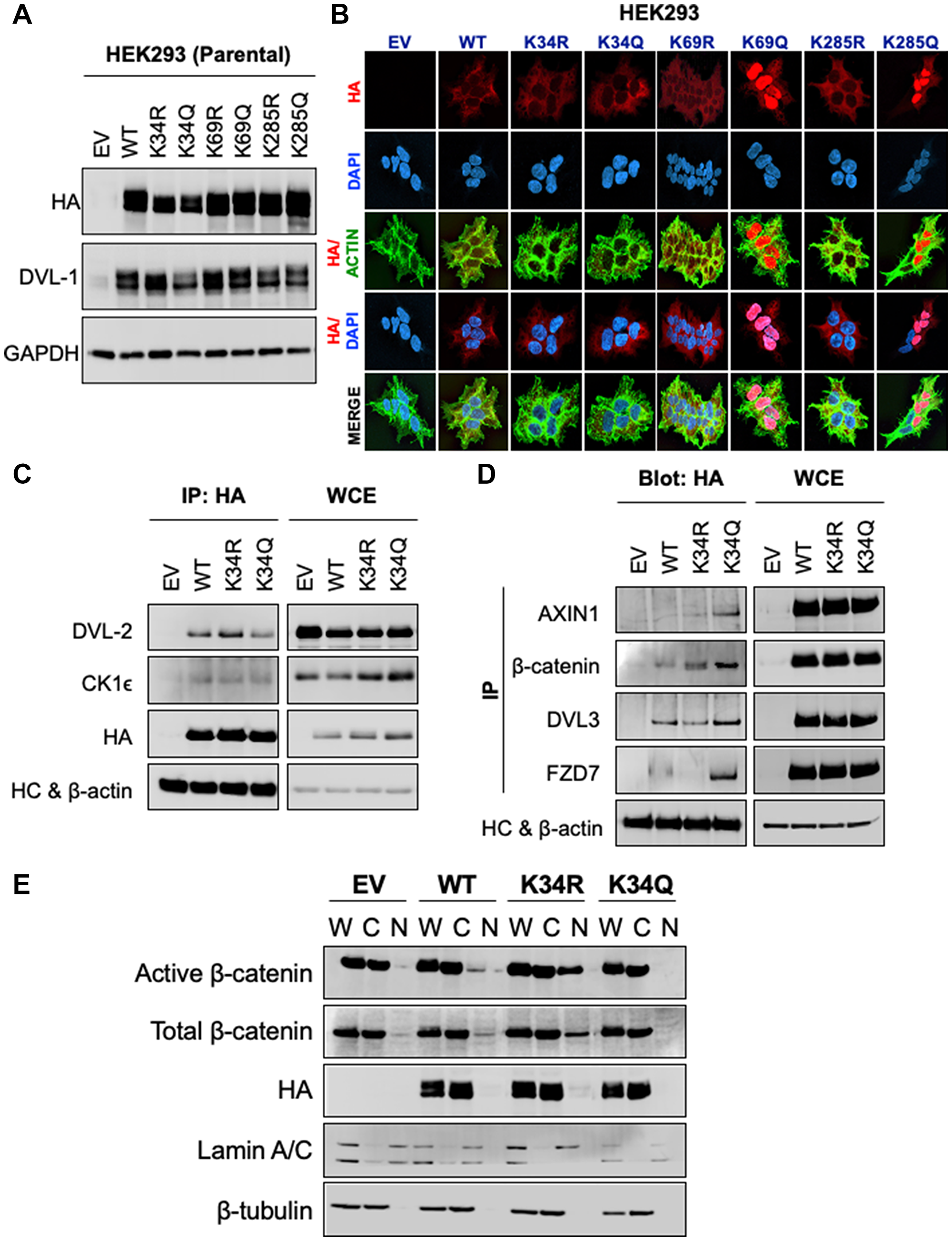 K34 residue regulates DVL-1 protein-protein interaction and entry of β-catenin into the nucleus, while K69 and K285 are critical for DVL-1 subcellular localization.