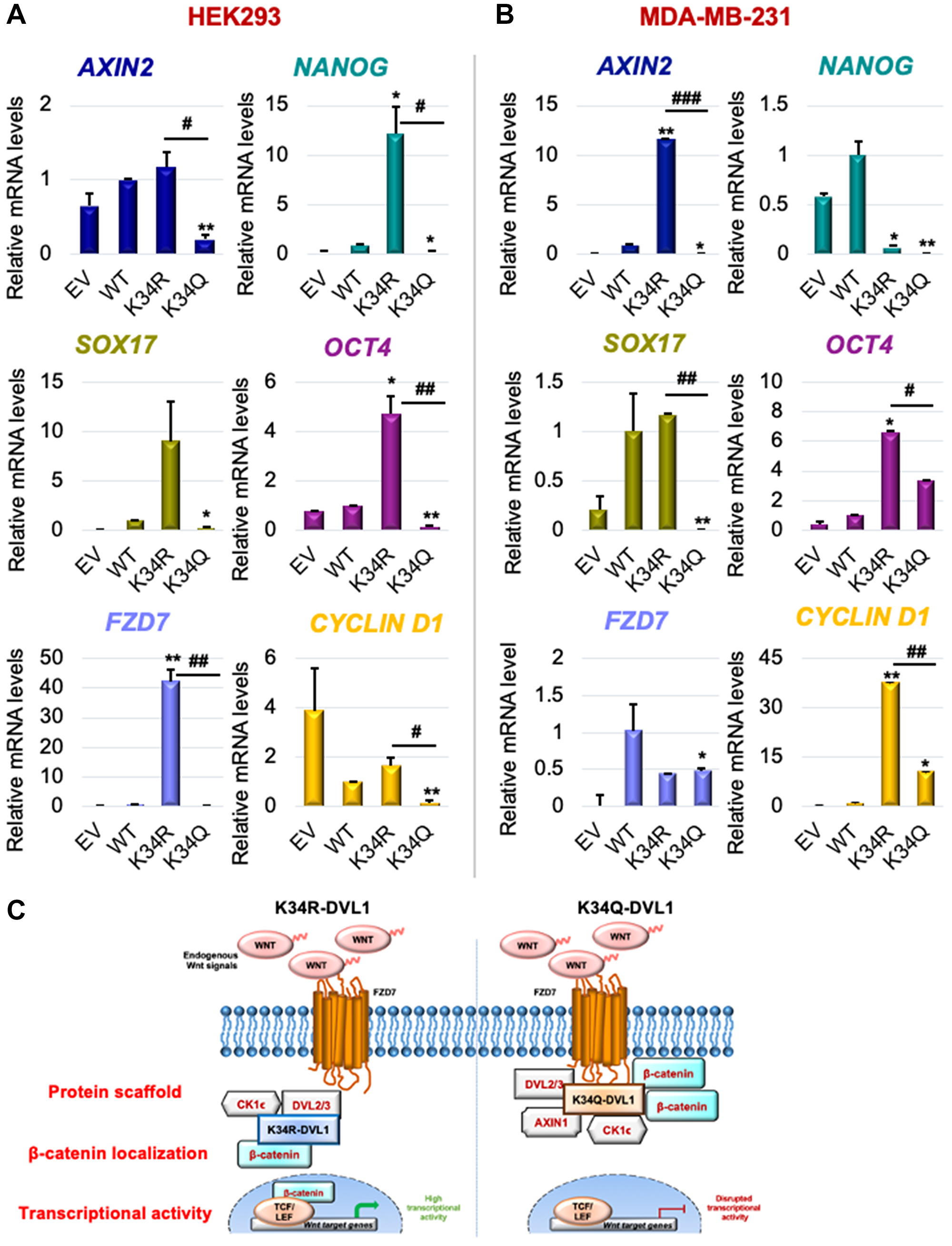 Conserved K34 residue on DVL-1 regulates canonical WNT target gene expression in various cellular models.