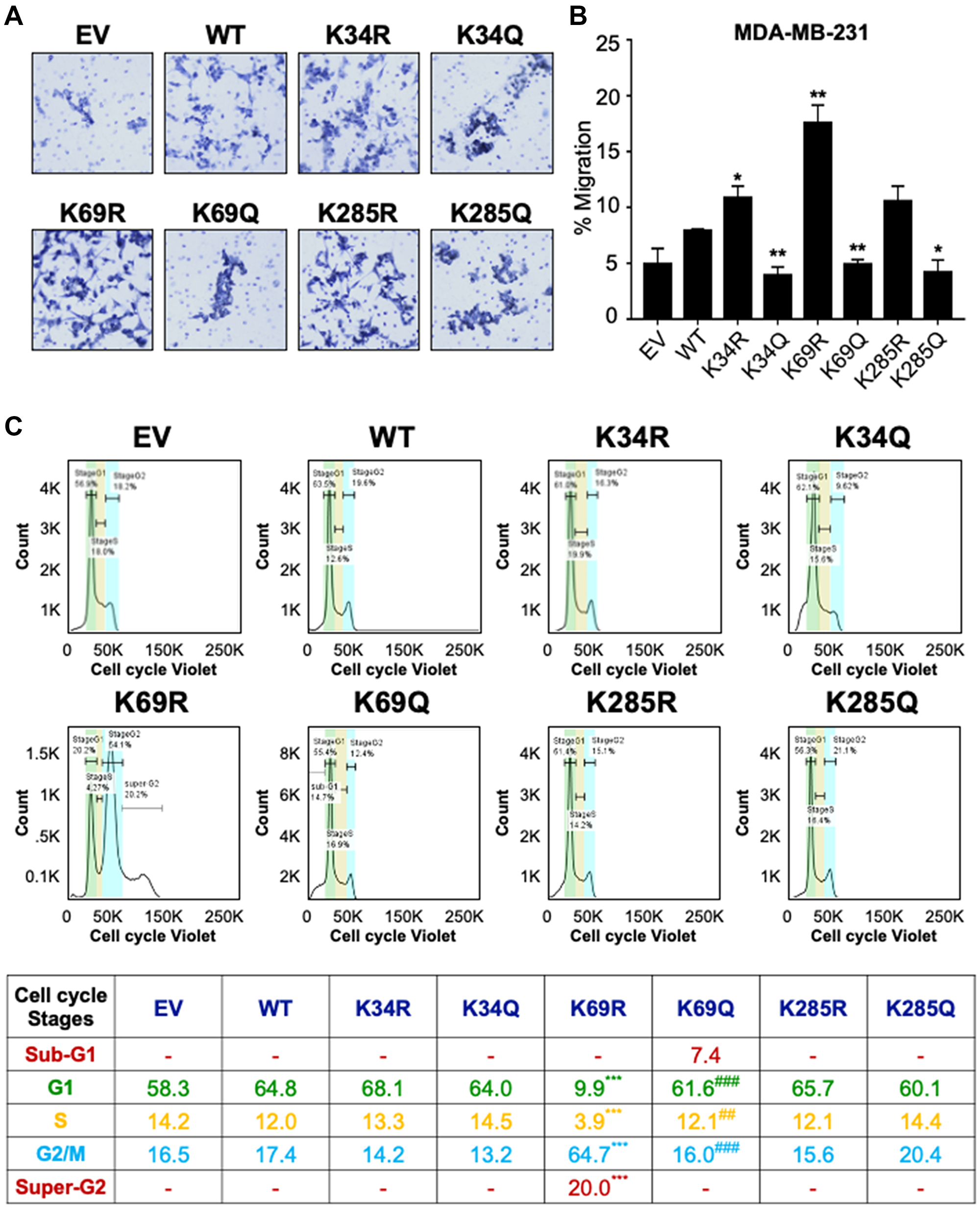 Conserved DVL-1 lysines at DIX and PDZ domain regulates cell migration and cell cycle progression in breast cancer cells.