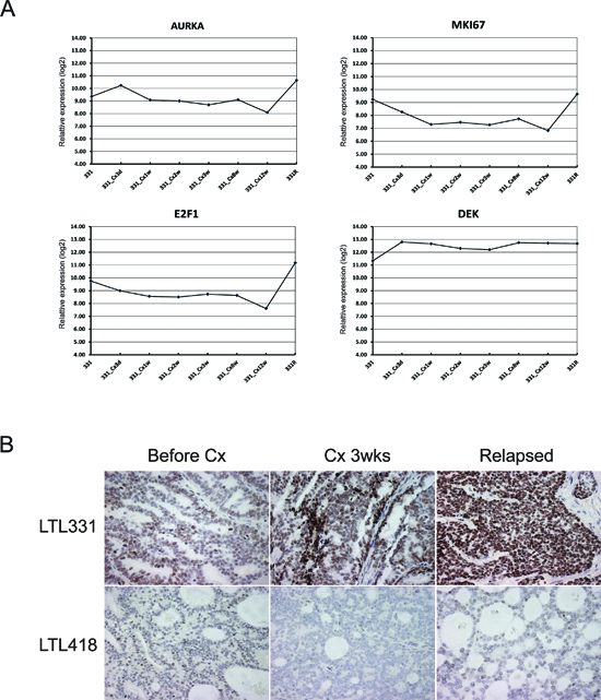 Consistent increased DEK expression during a castration time-series of LTL331.