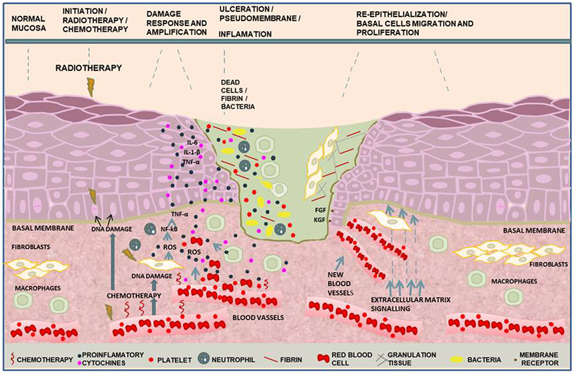 Molecular pathways in the phases of oral mucositis induced by cancer therapy.